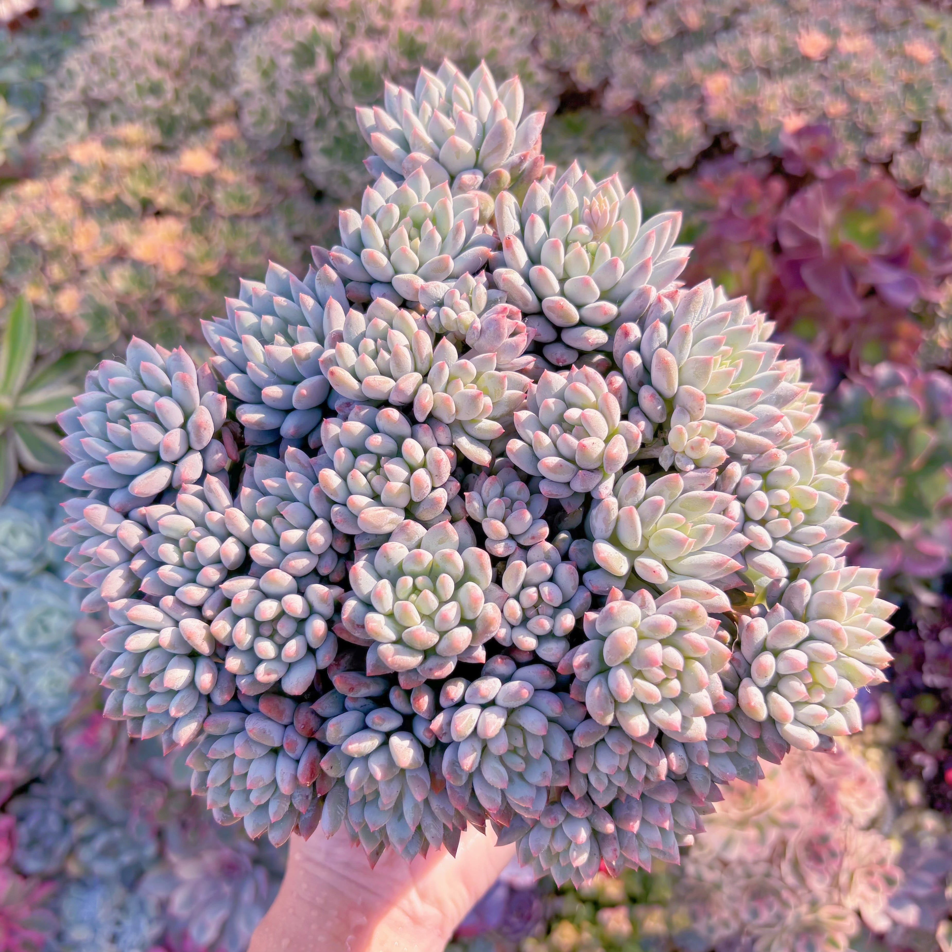 現品　新品種　氷心美人#826　特特大群生　在庫僅少　新入荷　るる農園