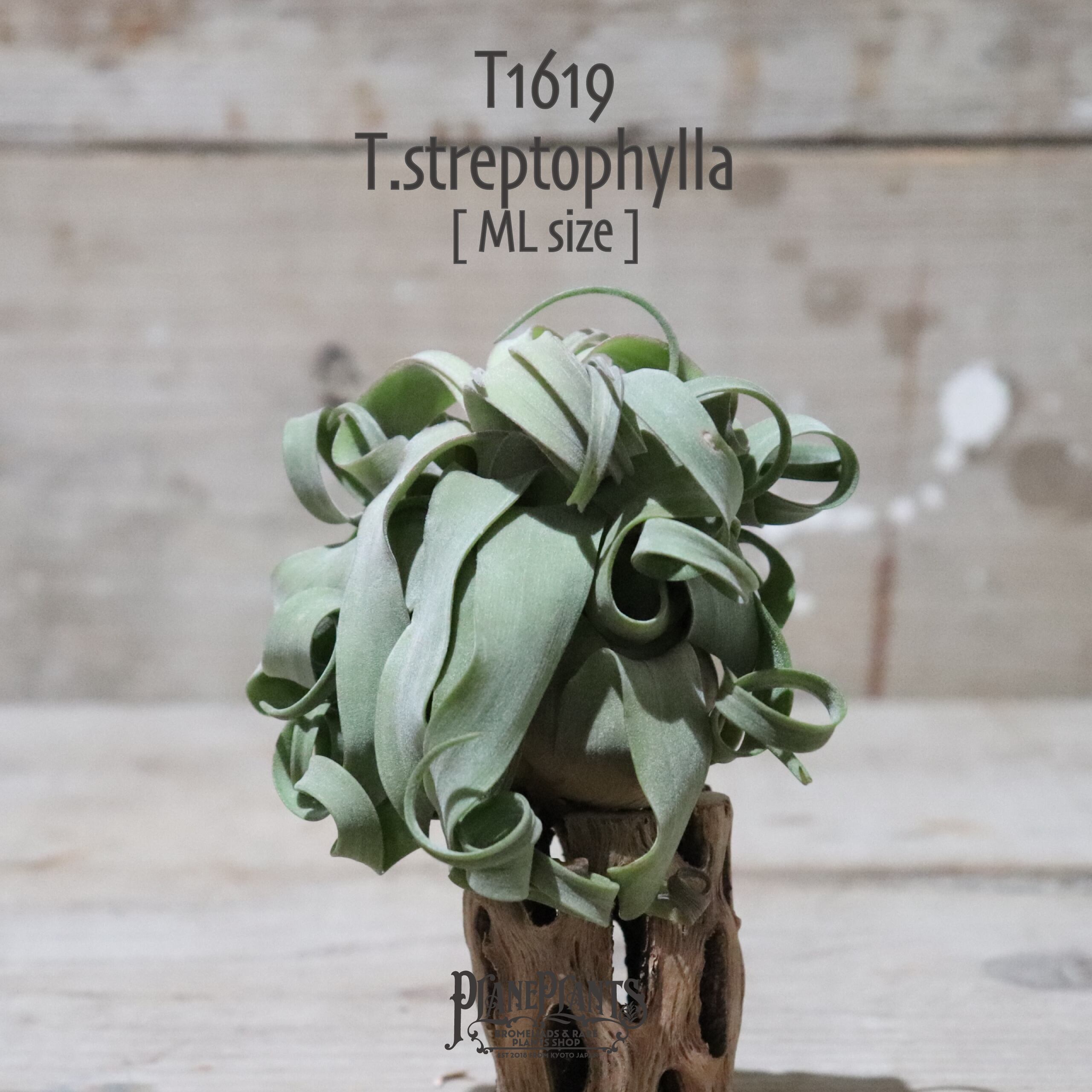 【送料無料】ストレプトフィラ ML〔エアプランツ〕現品発送T1619