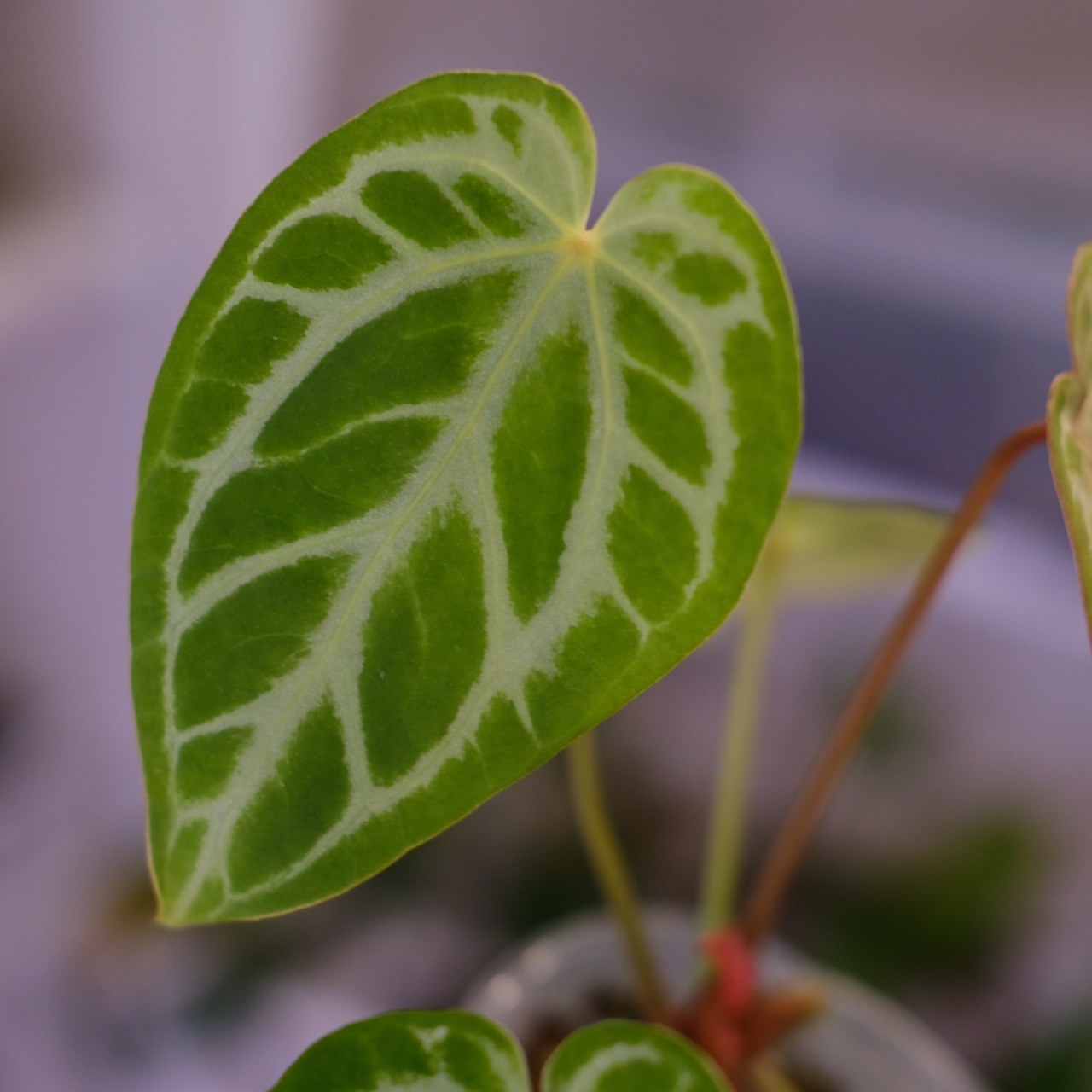 Red Crystallinum × Silver Blush / アンスリウム・レッド クリスタリナム × シルバーブッシュ⑦