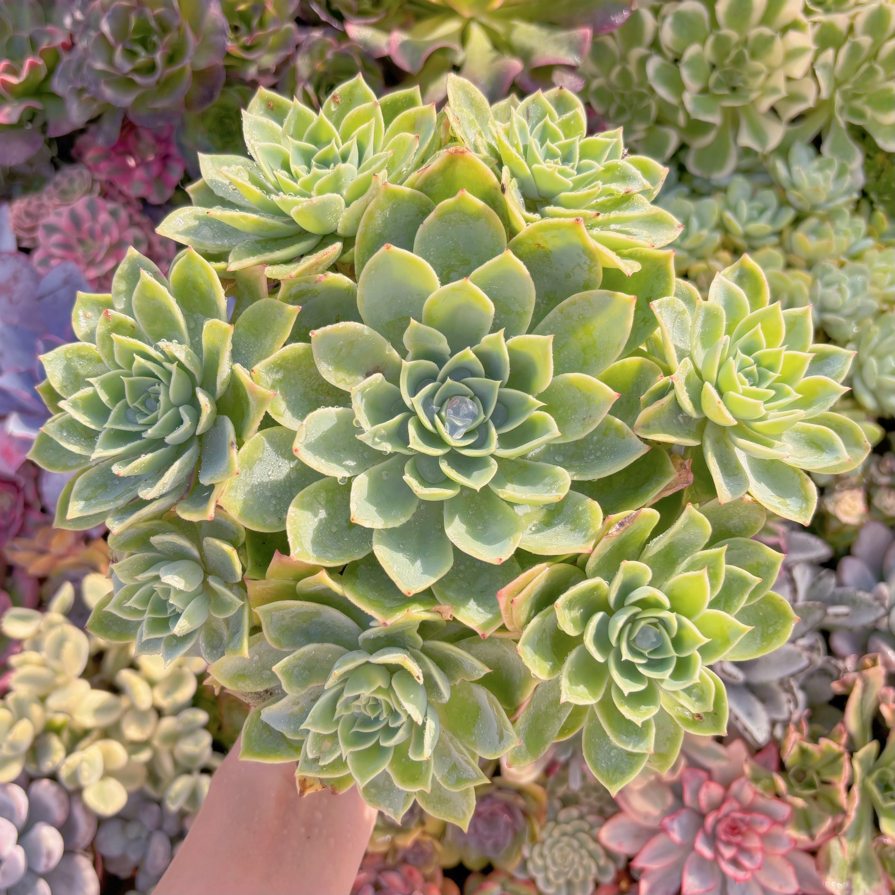 現品　パンジー#B50　直径約30cm　特特大群生　新入荷　るる農園