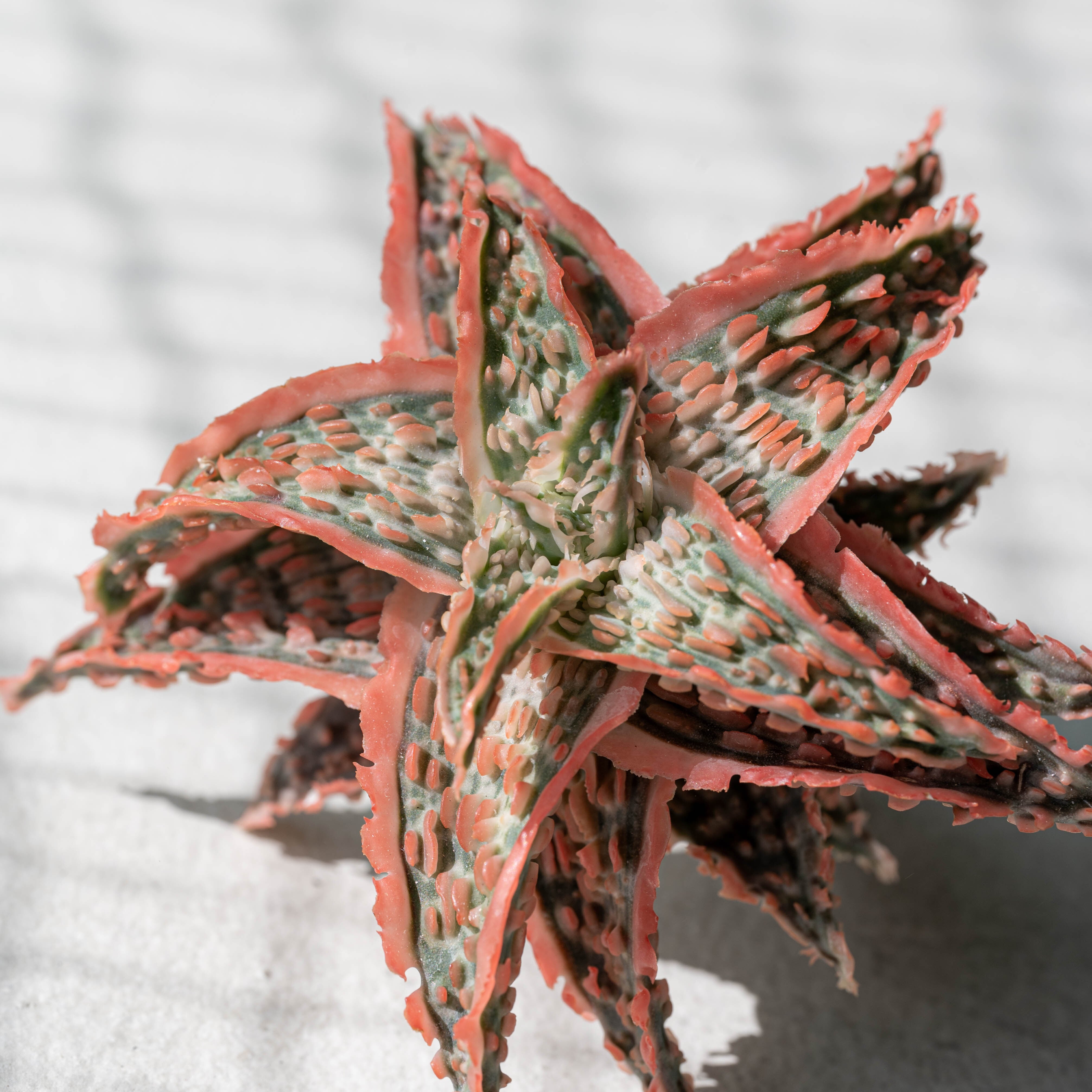アロエ ハイブリッド -Aloe hybrid- No.3 | Agave Rocon アロエ ハイブリッド -Aloe hybrid- No.3 | Agave Rocon