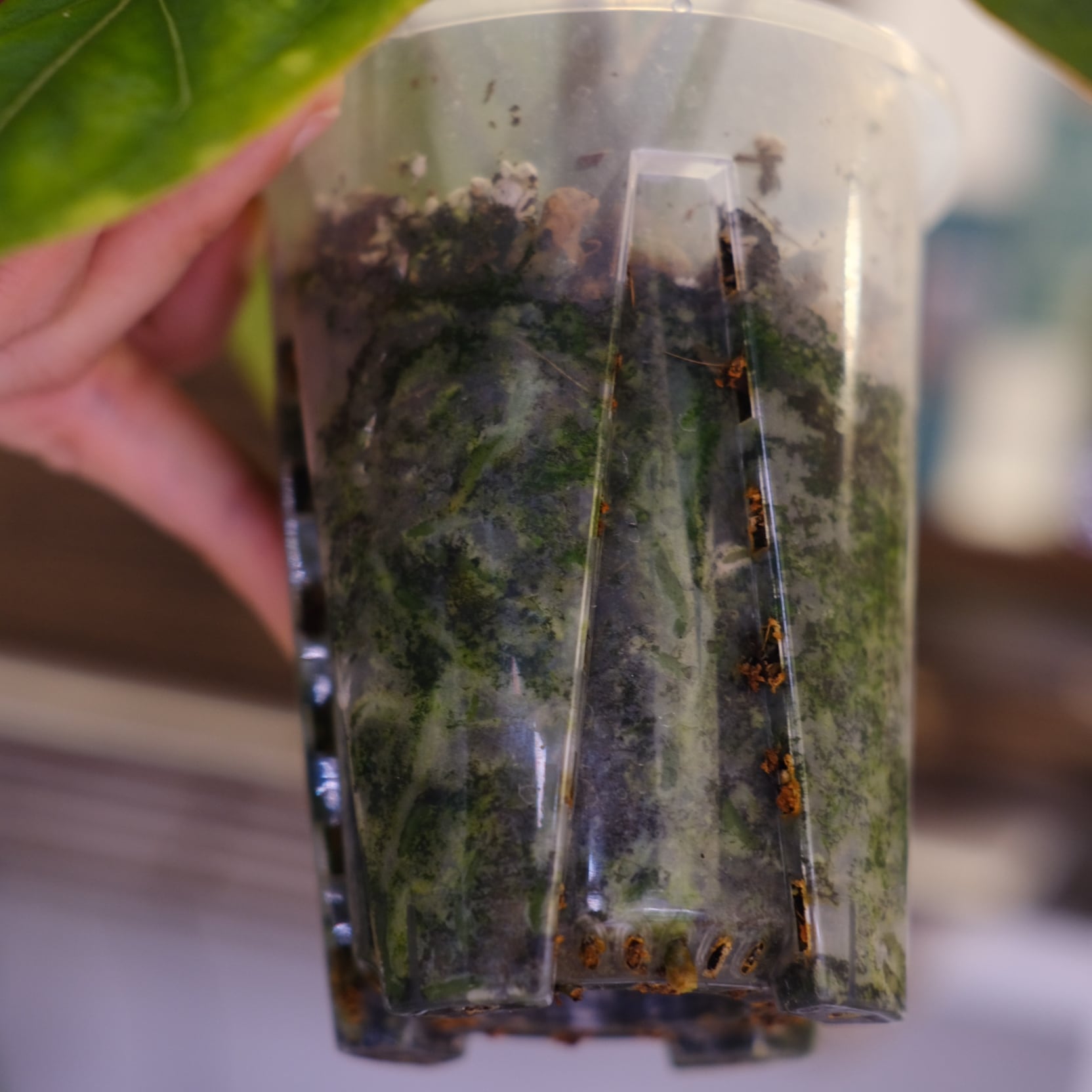 アンスリウム・キングオブスペード × ミシェル③│Anthurium King of