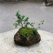 ミニミニ盆栽 シンパクと岩下野と姫玉竜