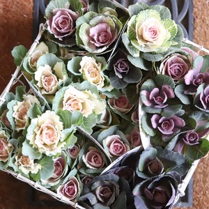 ハボタン萌花セッション　ショコラ　お正月　寄せ植え　縁起のいいもの　可愛いハボタン