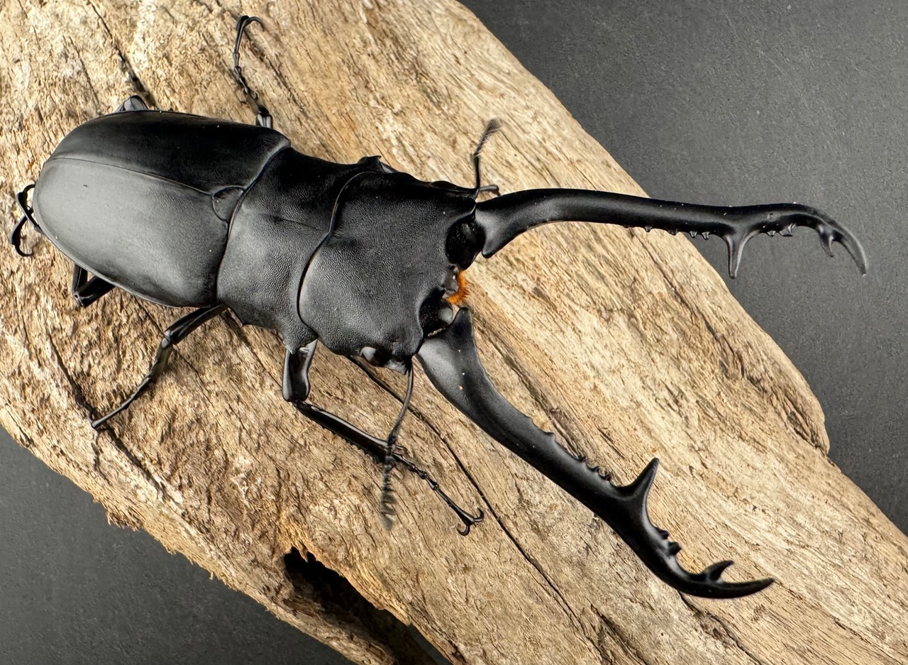 【WD】《 ギラファノコギリ亜種ケイスケ 97mm ♂単》