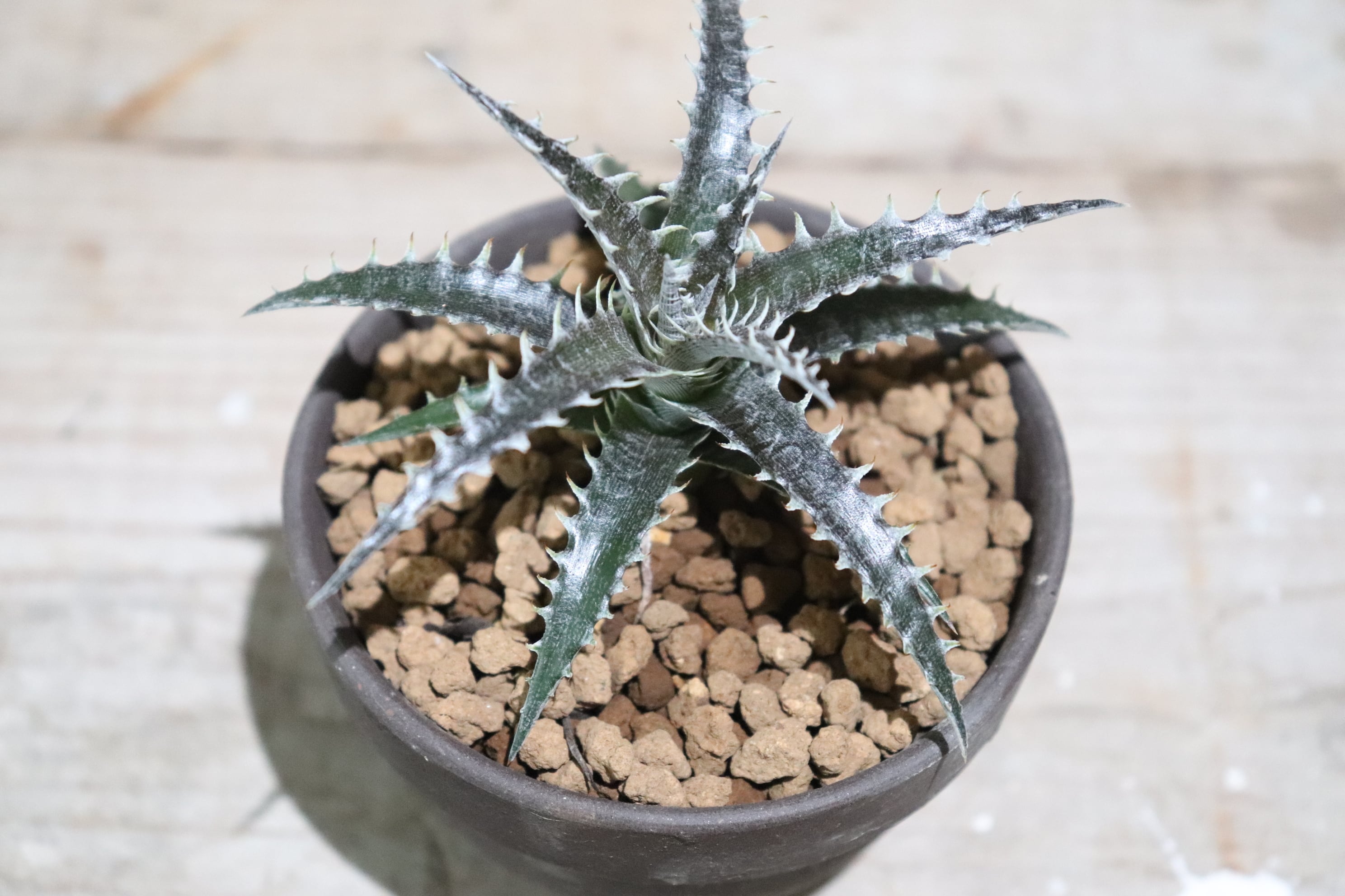 野生原種 ディッキア Dyckia hebdingii white form ⑴ 【公式通販】
