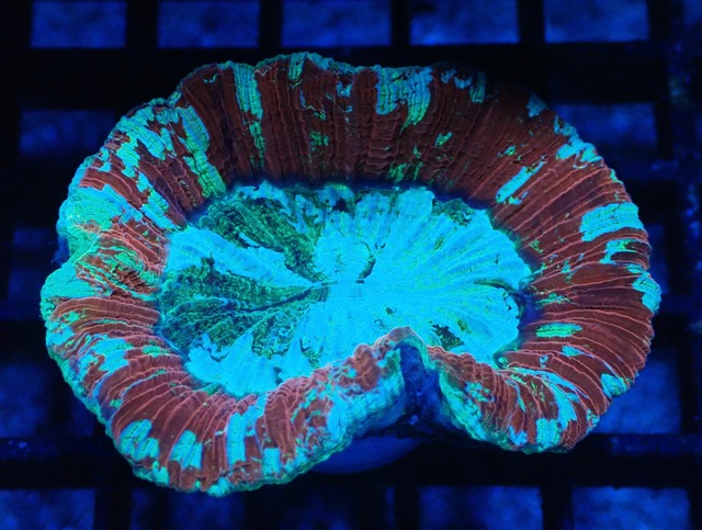 Trachyphyllia 2