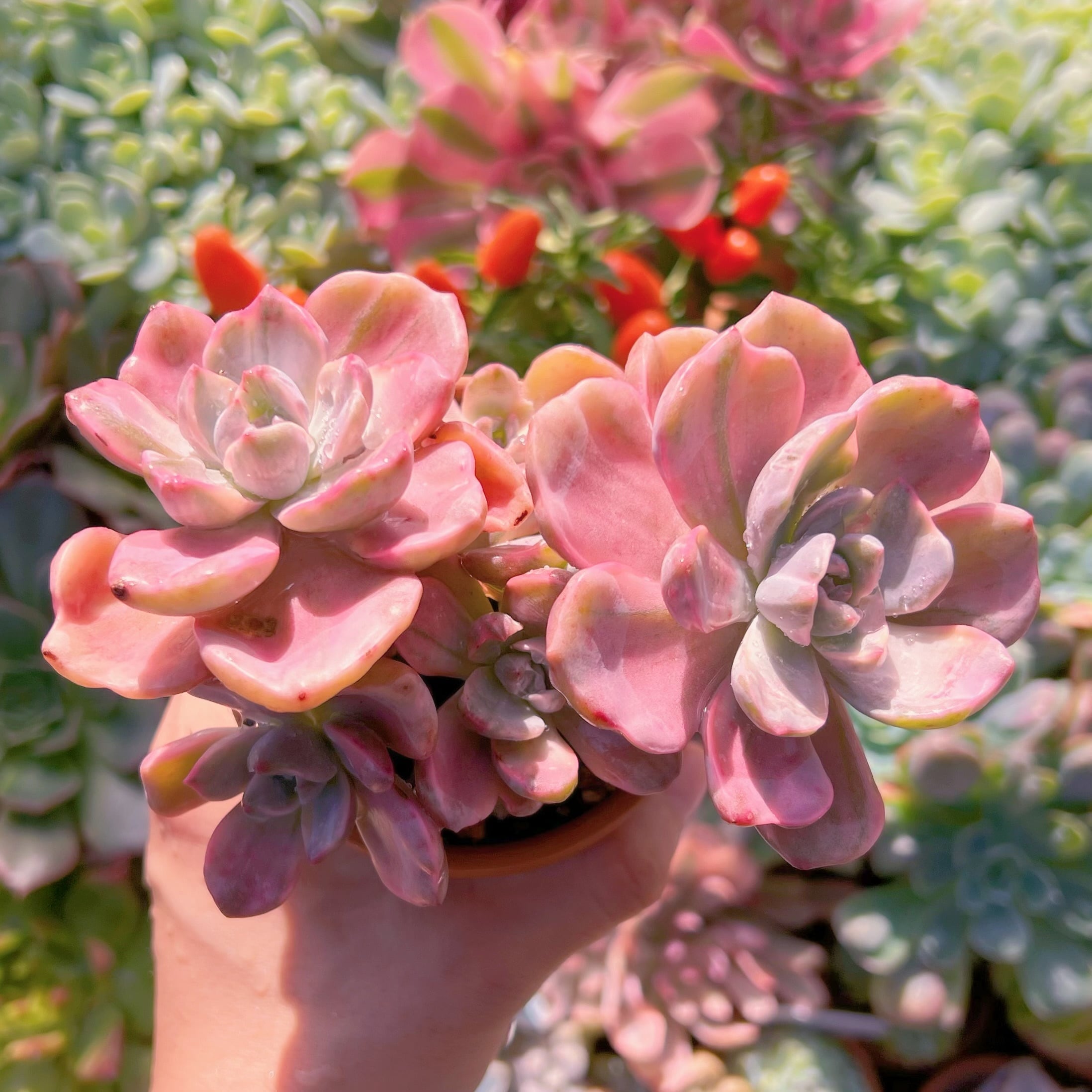 多肉植物 リチャード錦 群生 新入荷 | るる農園~多肉植物専門