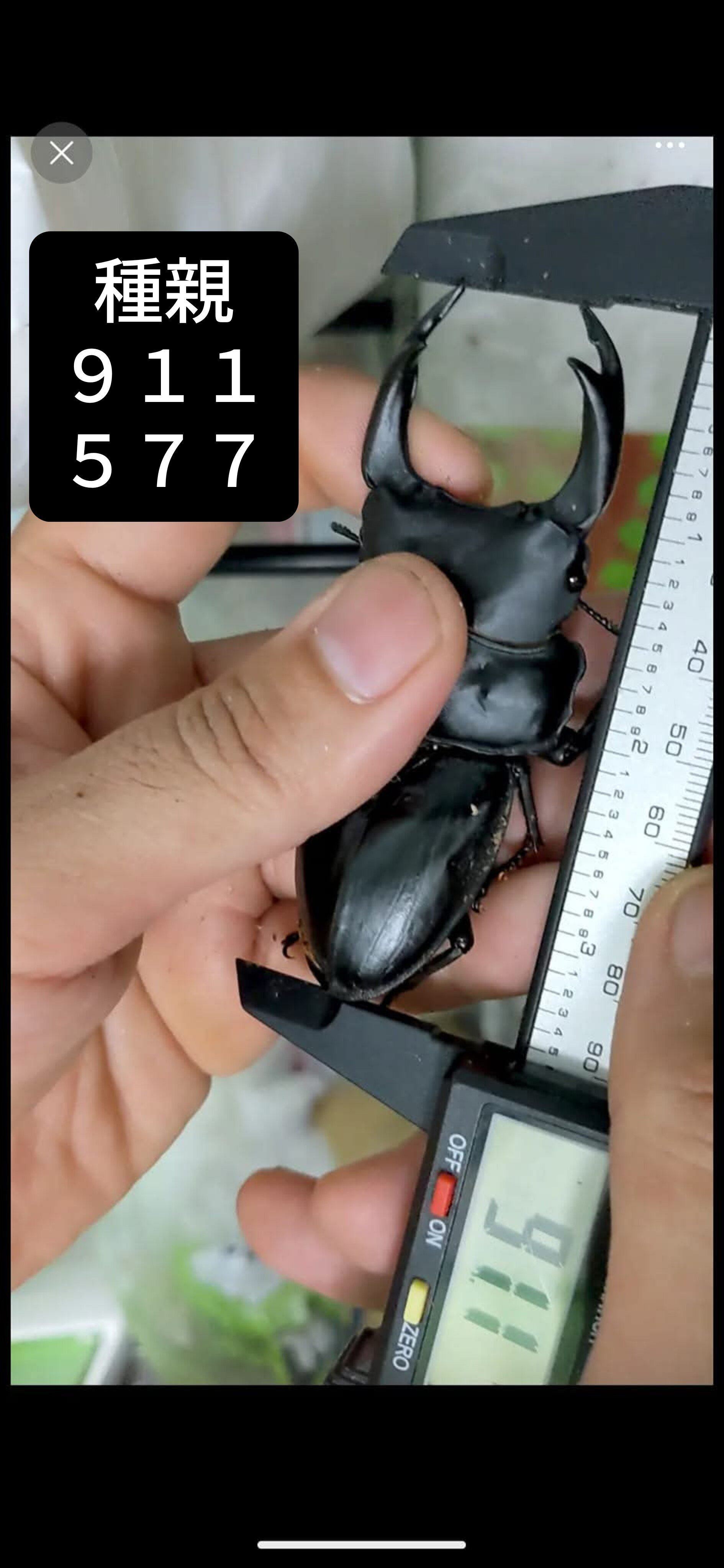 色残抜群】トゲアクマツユムシ リオック 直翅類 カマキリ マンティス