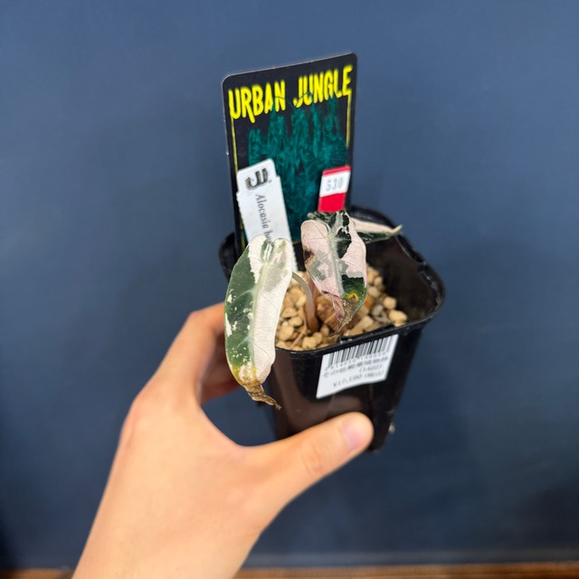 アロカシア　バンビーノ　バリエガータ【530】