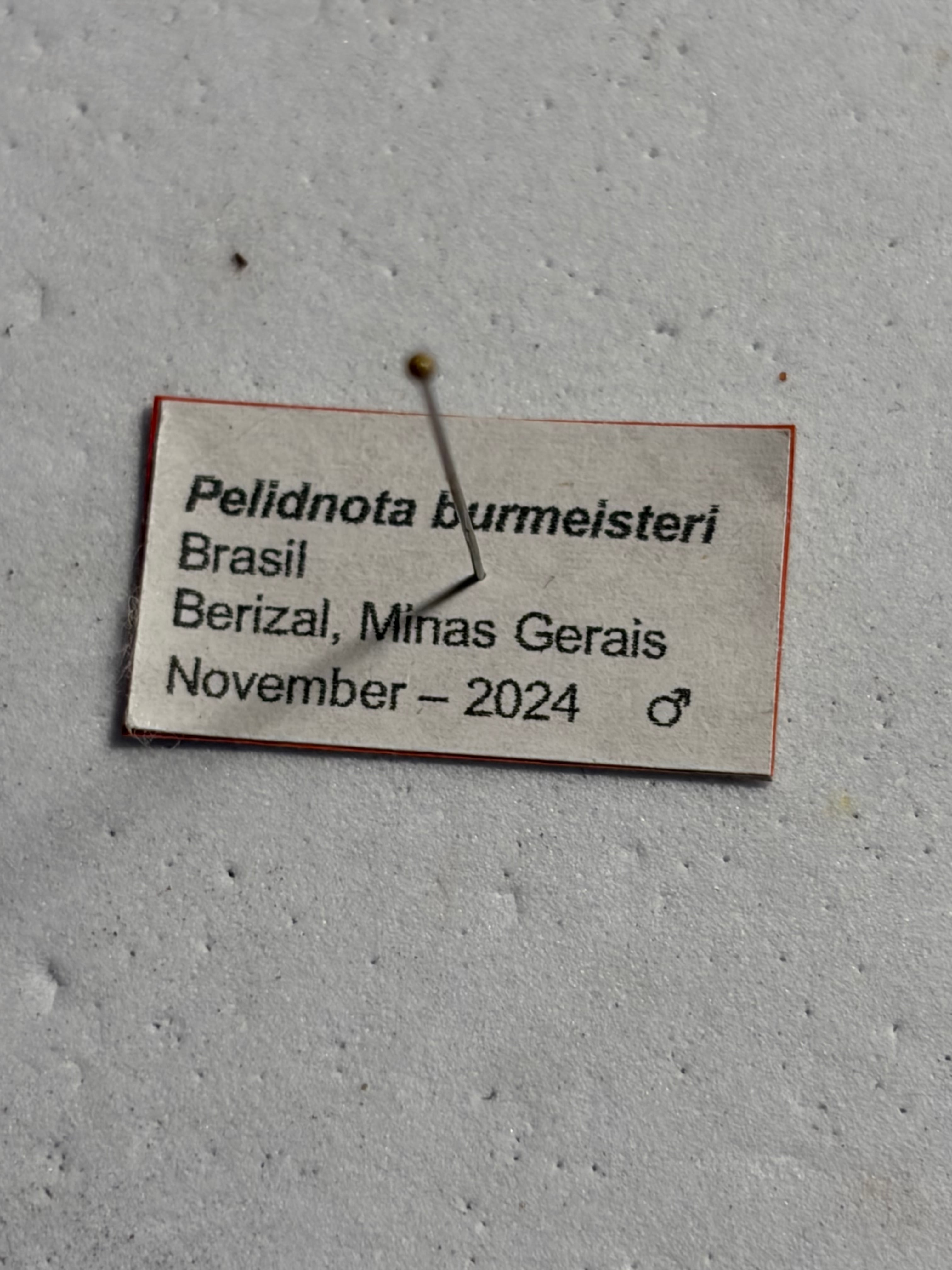 巨大32mm】Pelidnota burmeisteri 標本 プラチナコガネ ウグイスコガネ