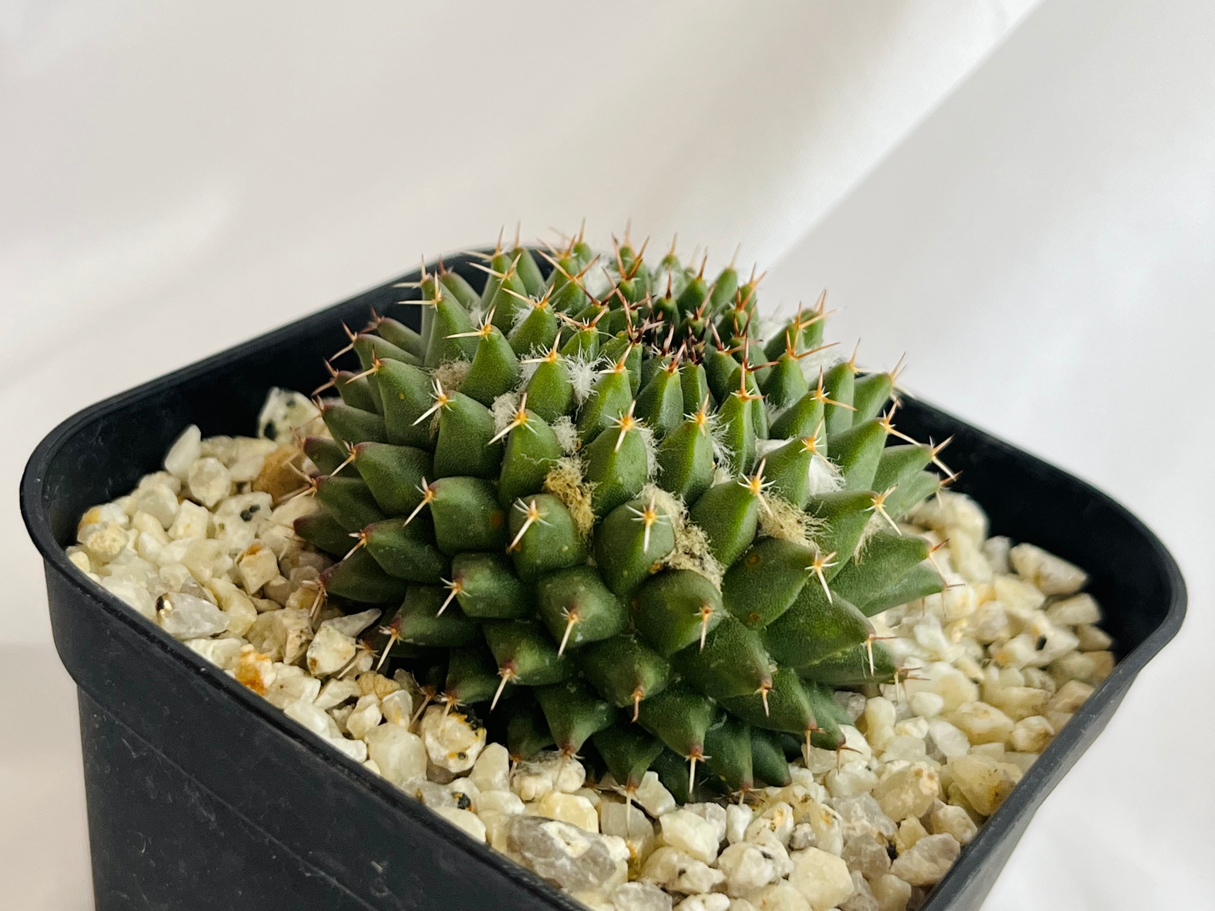Mammillaria sempervivi v. caput-medusae マミラリア 景清 サボテン