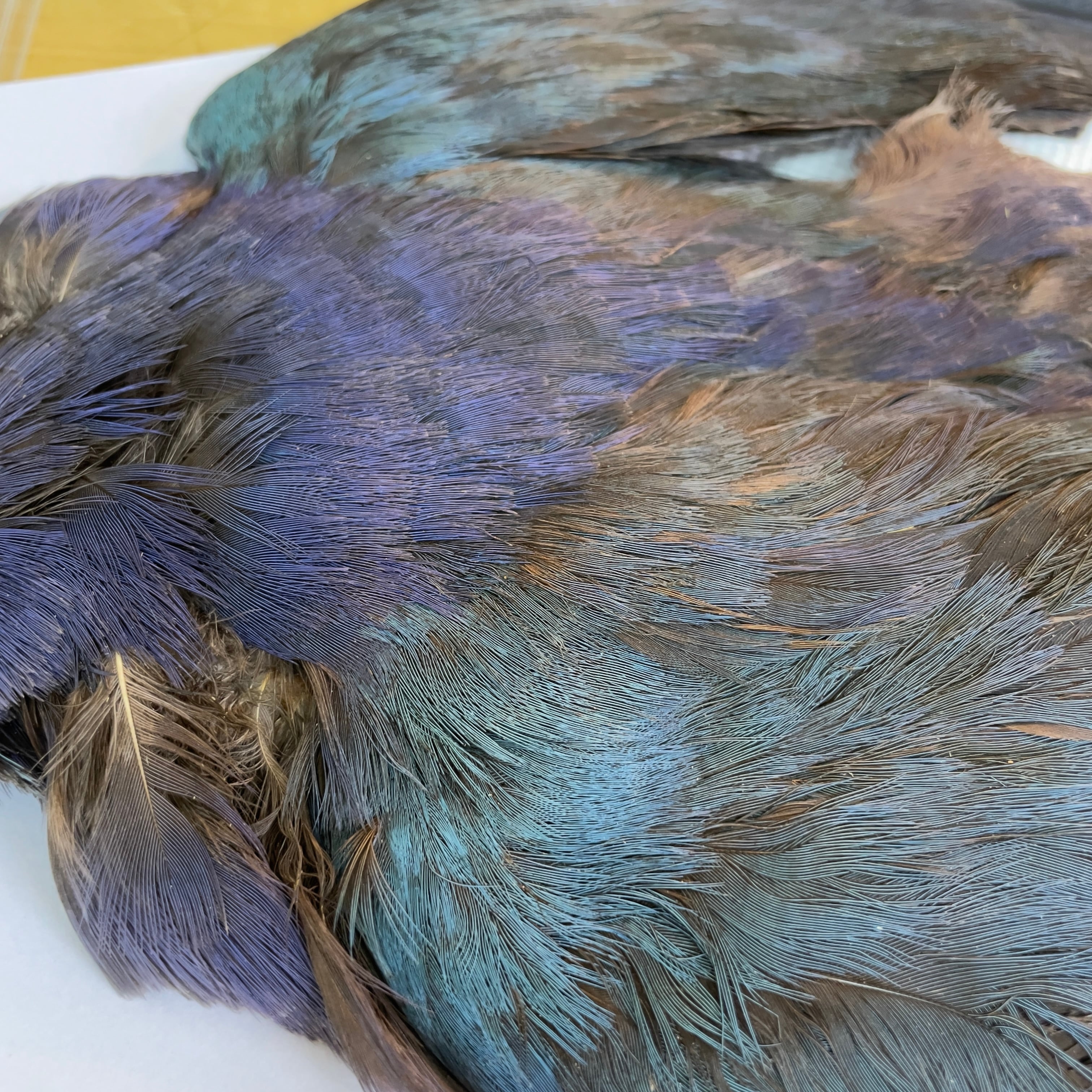 フライマテリアル パープルスワンヘン　 コンプリート パープルスワンヘン・コンプリート No.1