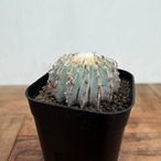 Geohintonia mexicana【ゲオヒントニア・メキシカーナ】
