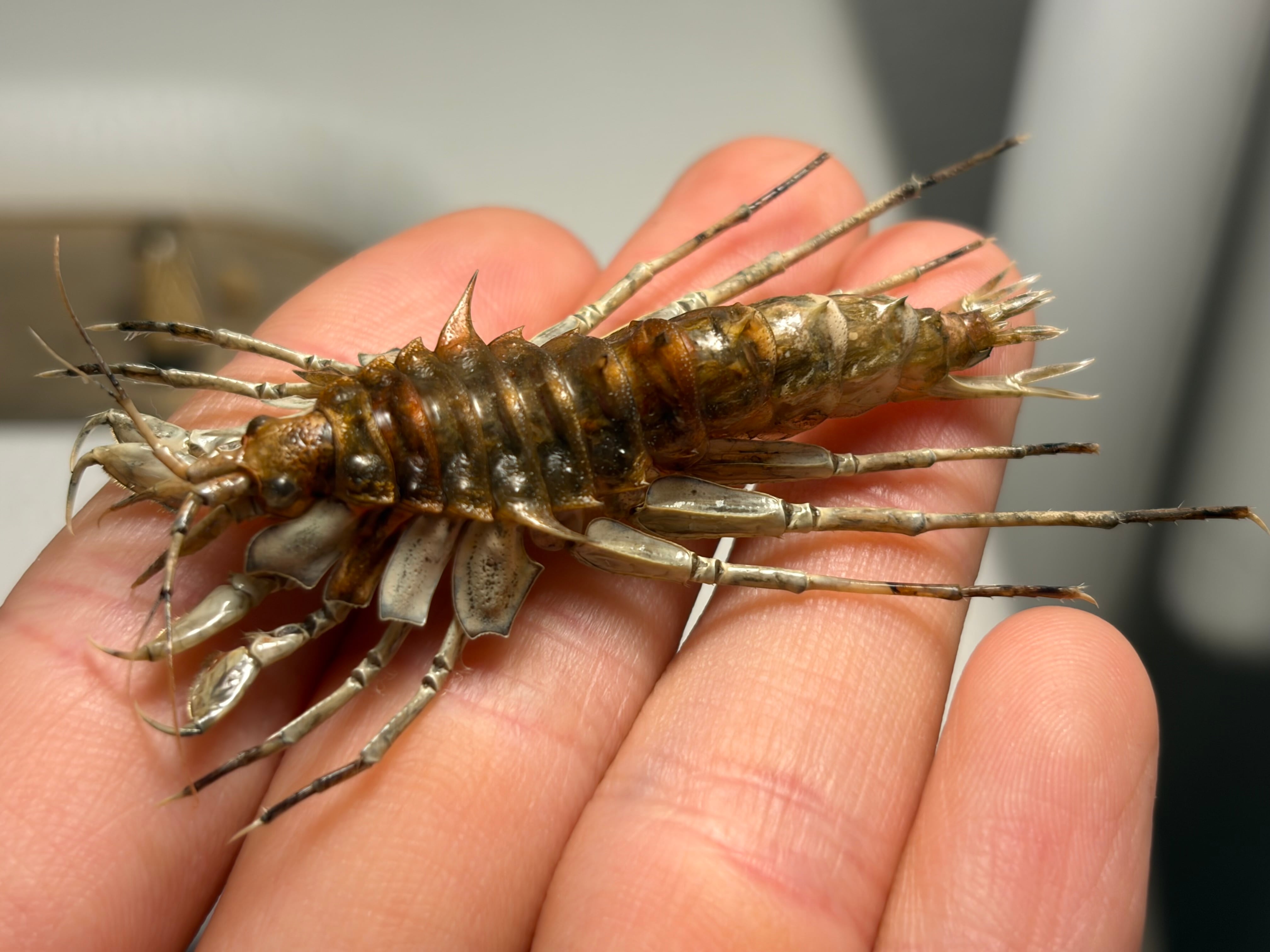 カーニバル、昆虫標本2 甲殻類 | オモニキチュウ
