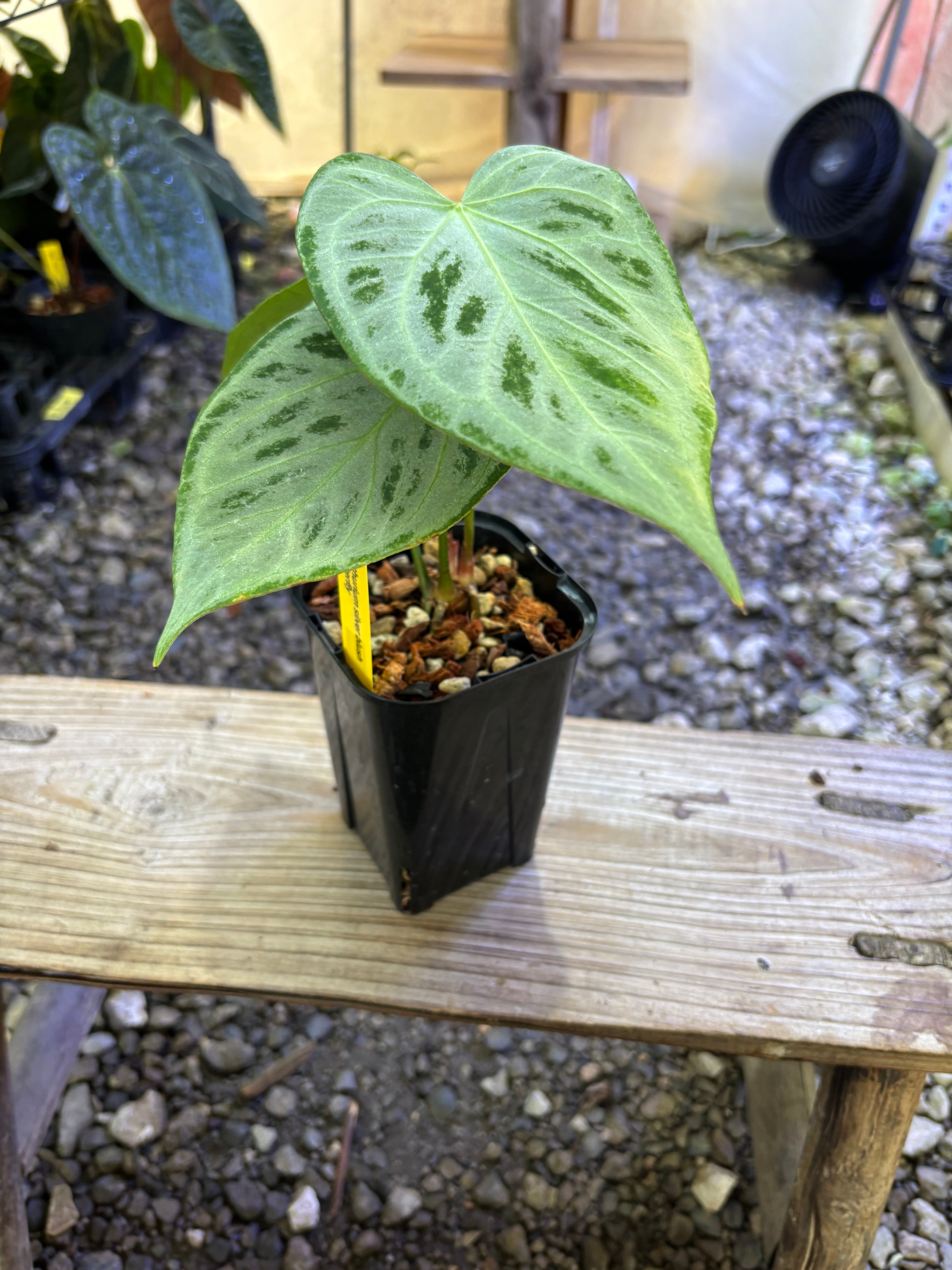 Anthurium | BA PLants