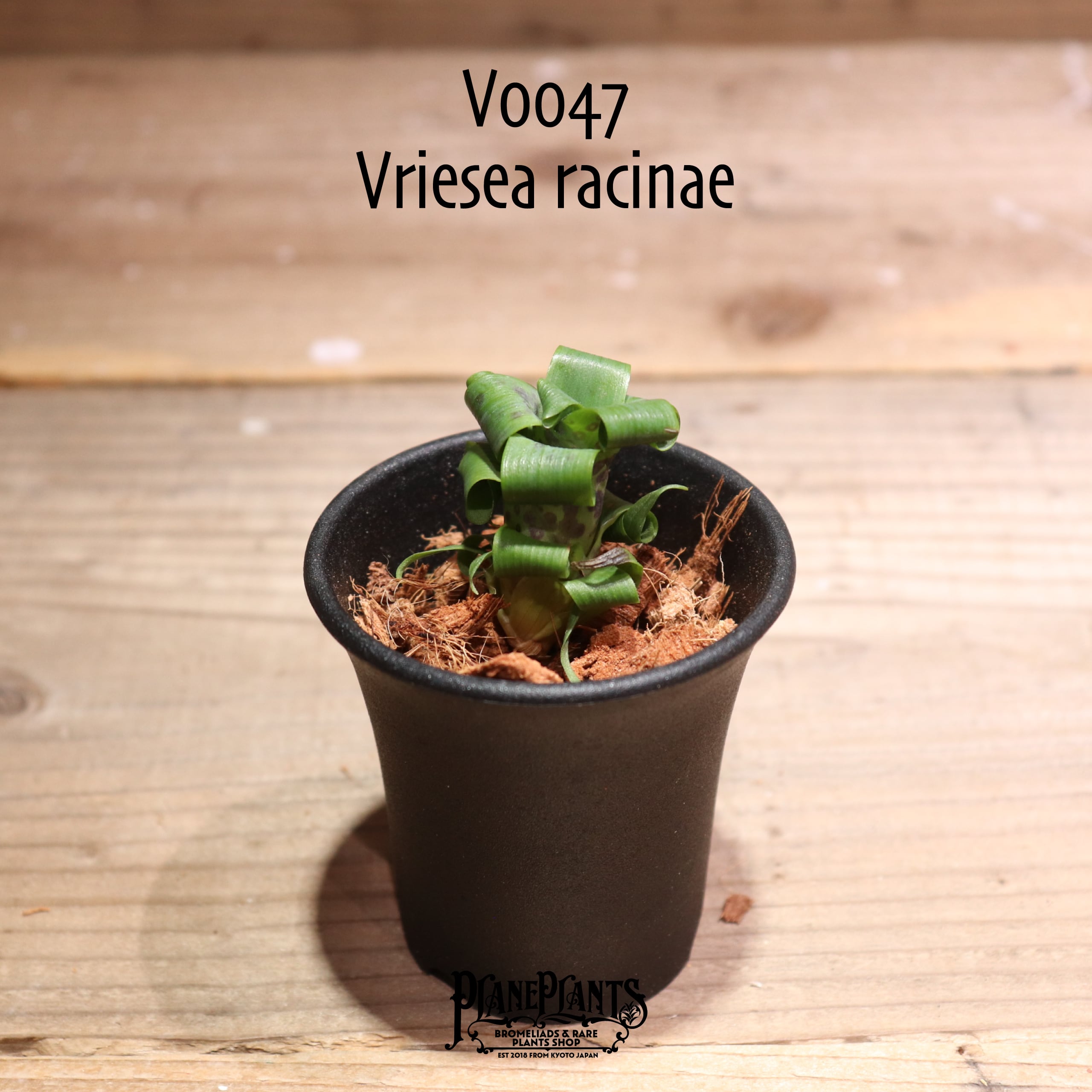 Vriesea 'Ocean Mist'〔フリーセア〕現品発送V0095 Vriesea 'Ocean Mist'〔フリーセア〕現品発送V0095