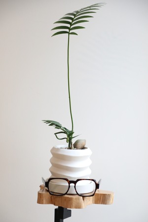 【M】ディオーン スピヌロスム/Dioon spinulosum ※陶器鉢付き