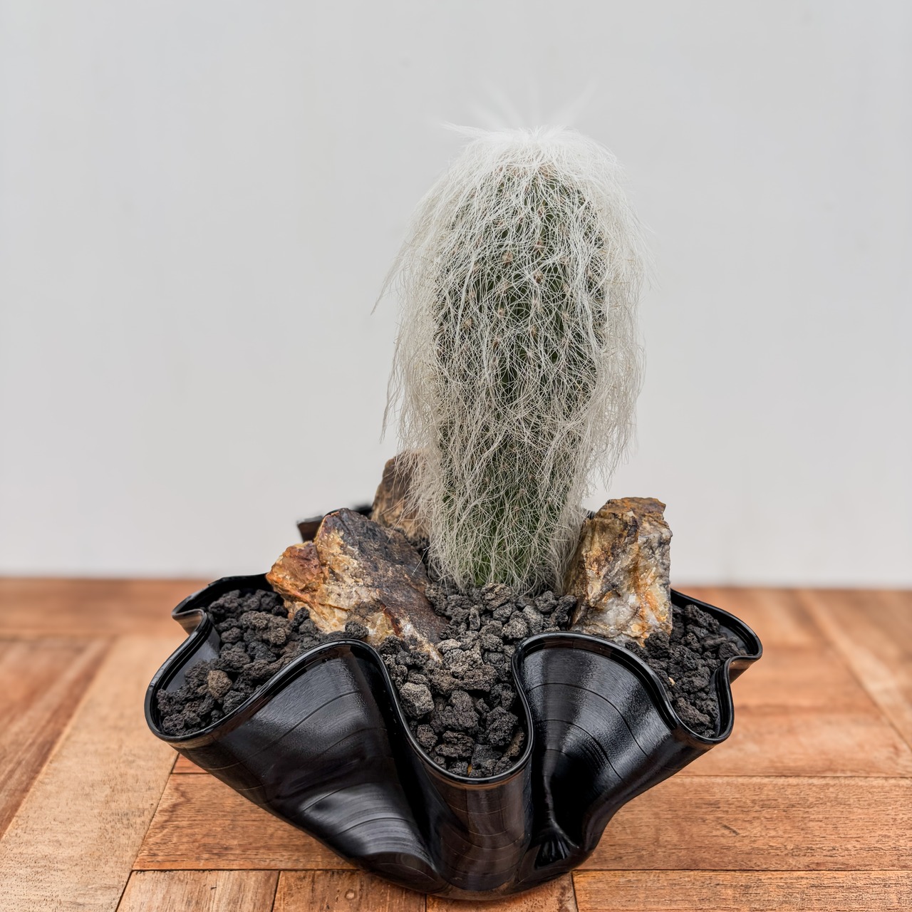 Cephalocereus senilis【ケファロケレウス・翁丸with GROOVE POT】