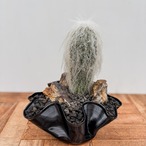 Cephalocereus senilis【ケファロケレウス・翁丸with GROOVE POT】