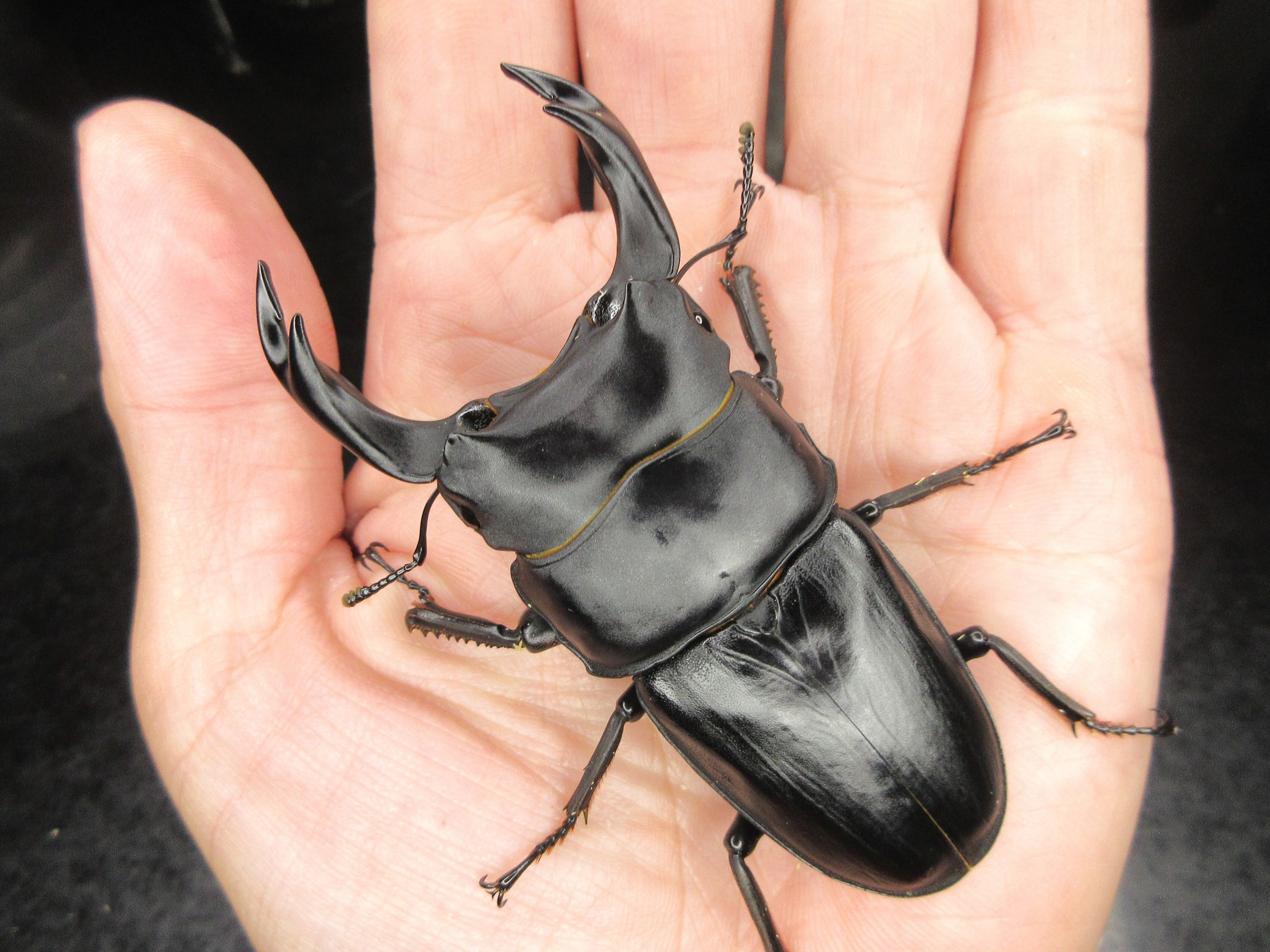 3 マダガスカルのとても珍しい虹色タマムシ（♀） | PAY ID