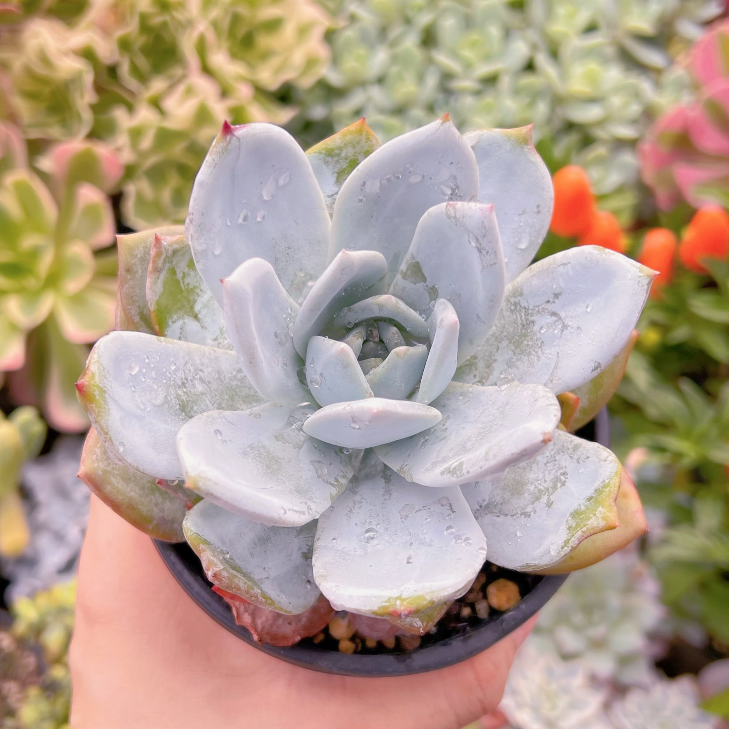 現物　ジャムアンジュ#674   古株大苗   るる農園