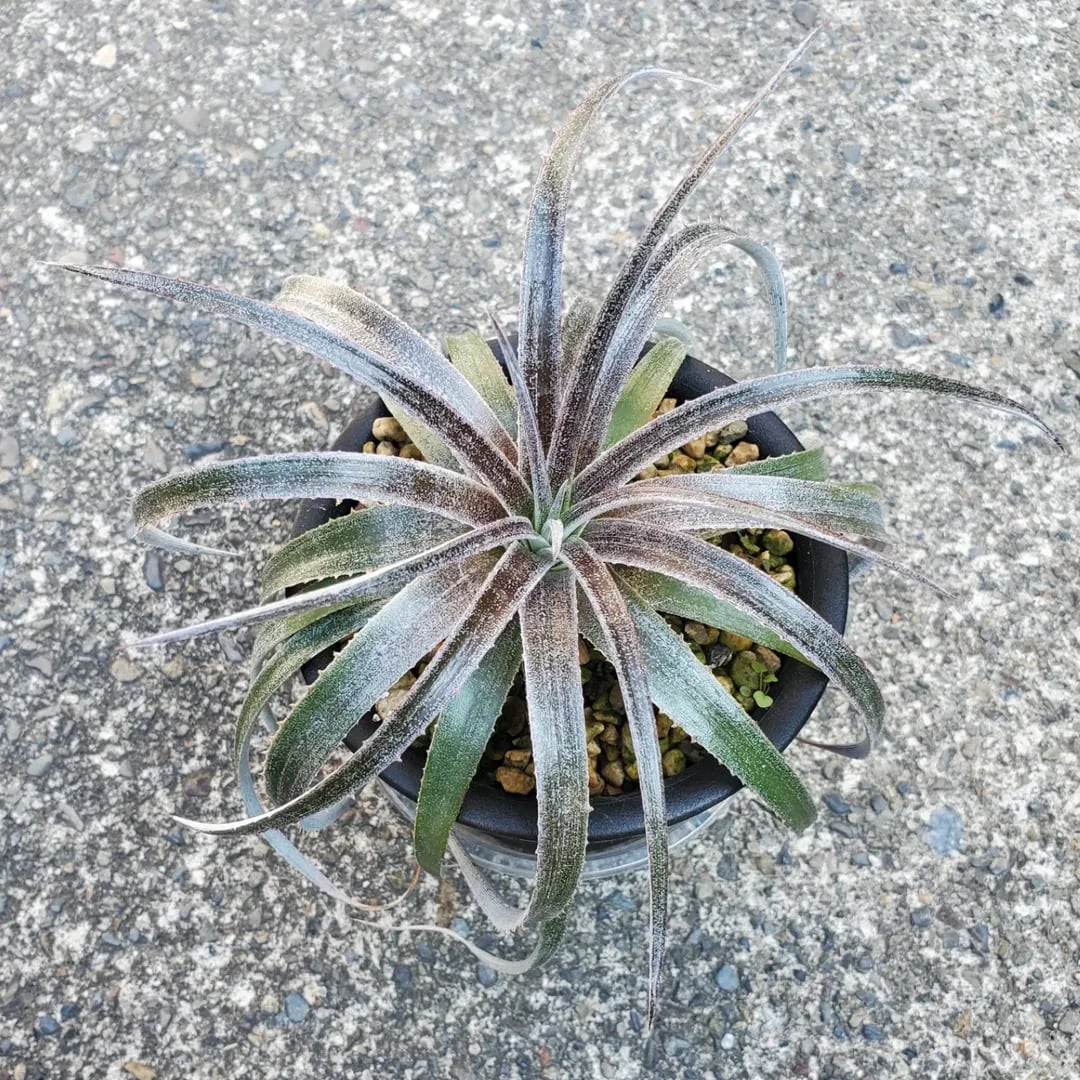 F00385_Aloe Hybrid：アロエ・ハイブリッド（子株） | レアプランツ