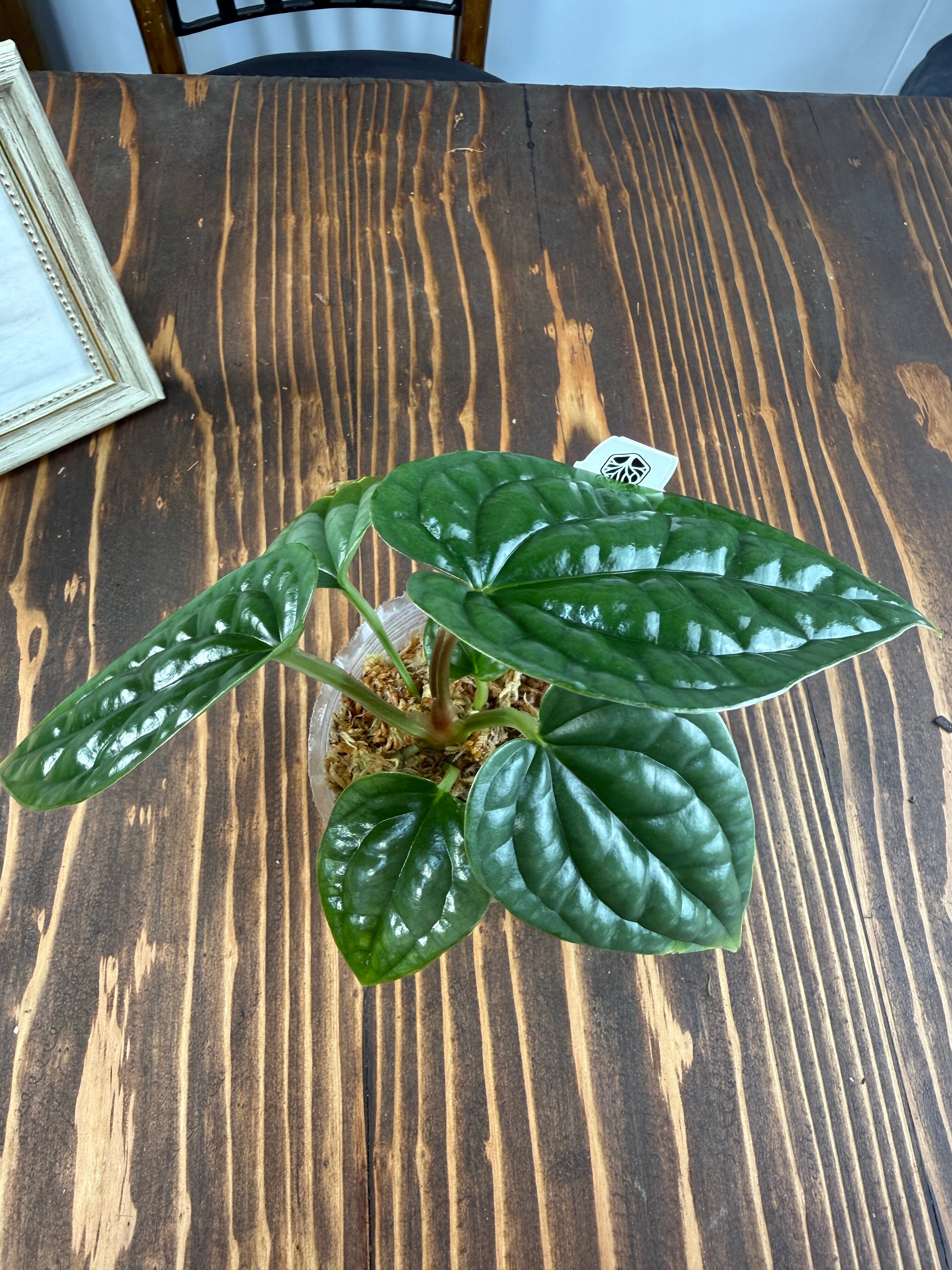 ☆1970【育つほど、格が出る】アンスリウム ルクスリアンス（8cmポット