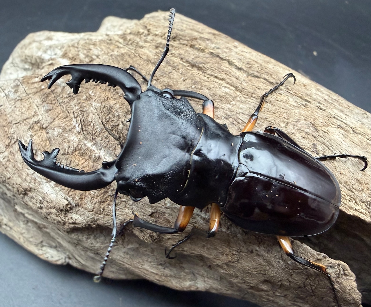 【WD】《インペリアリスツヤ亜種komorii トゥルスマリア産 65.5mm ペア》