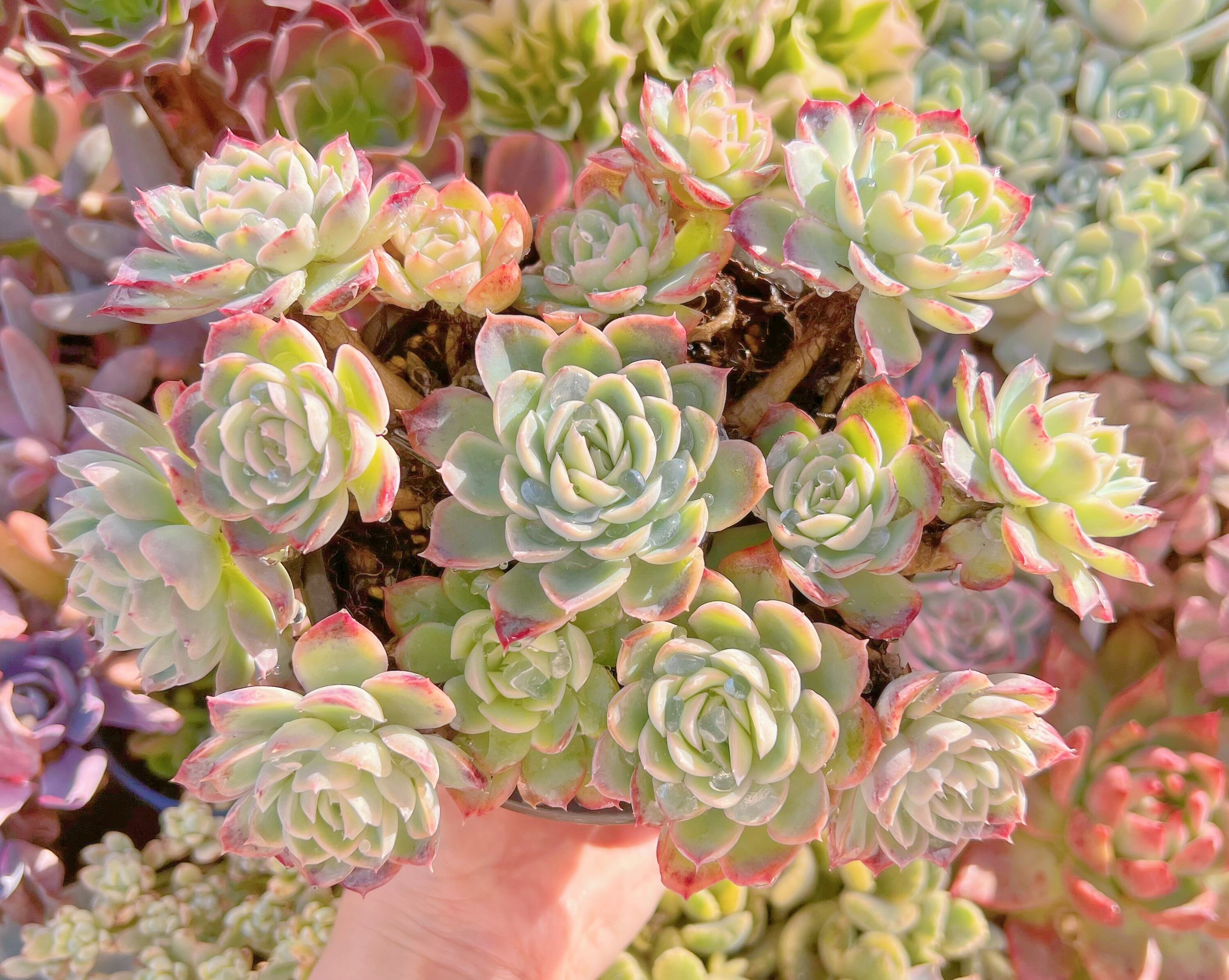 現品　多肉植物　ジョスリン#758　特大群生　るる農園