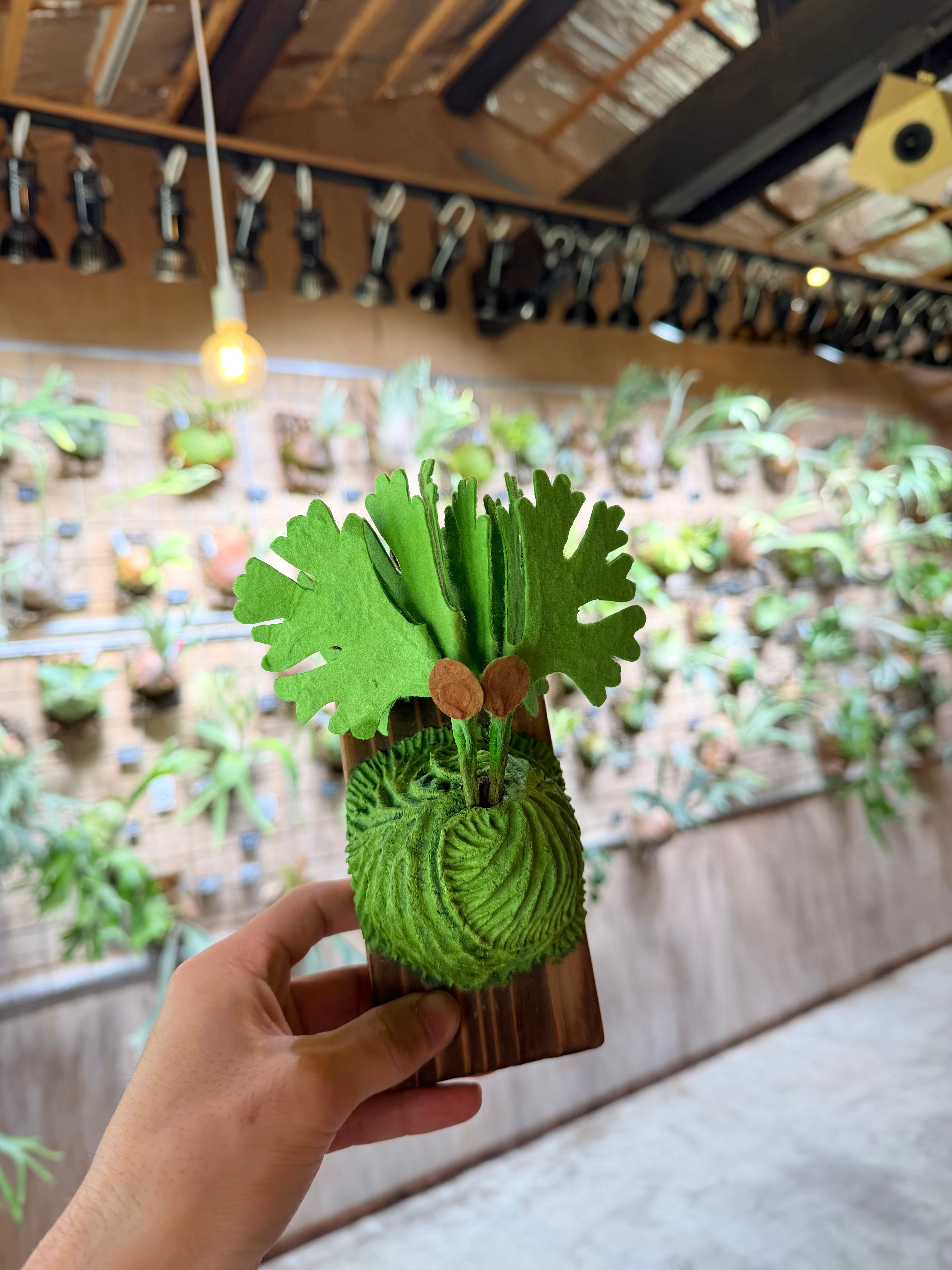 vandaka plants