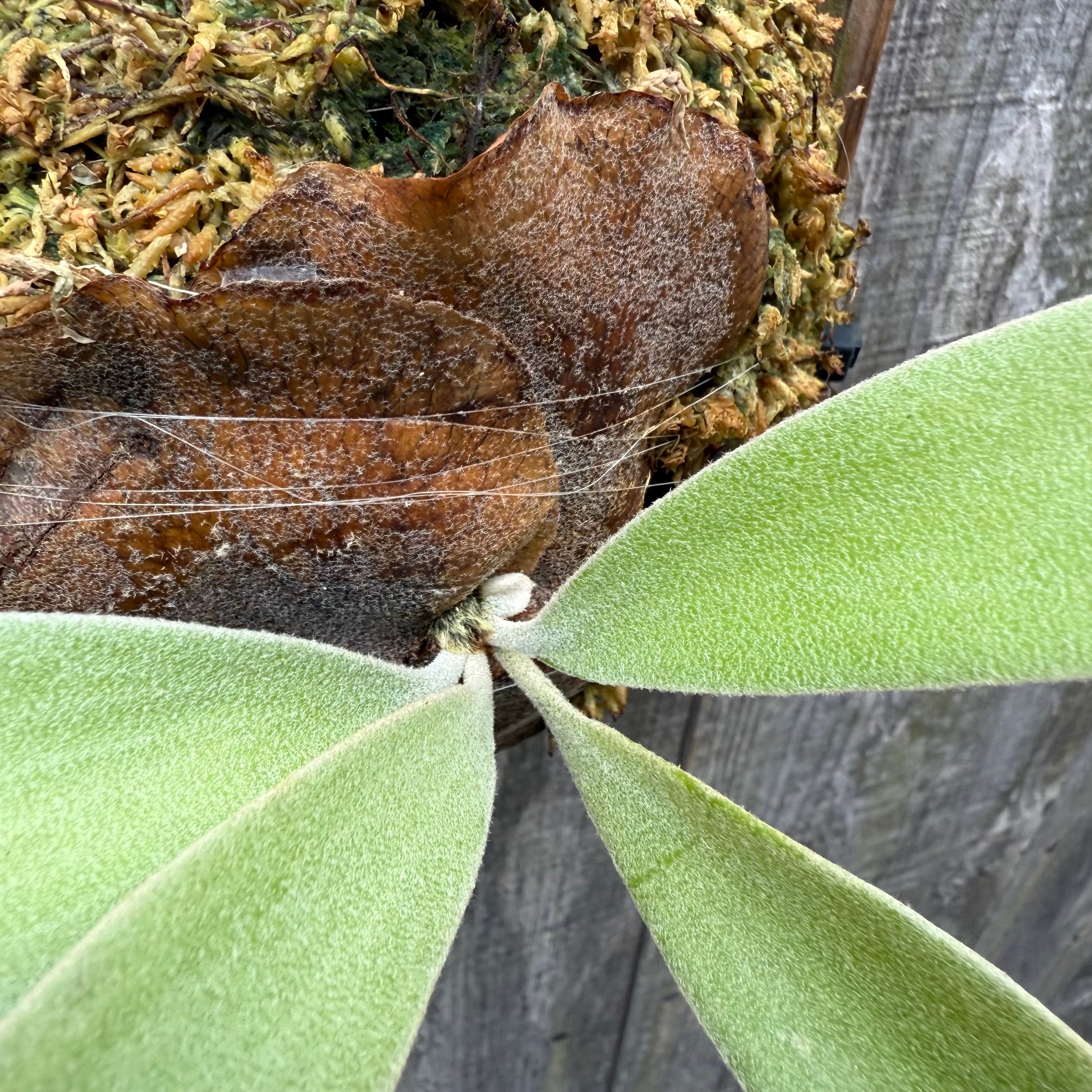 P. Lipo (willinckii x P. Lemoinei) | naturefix