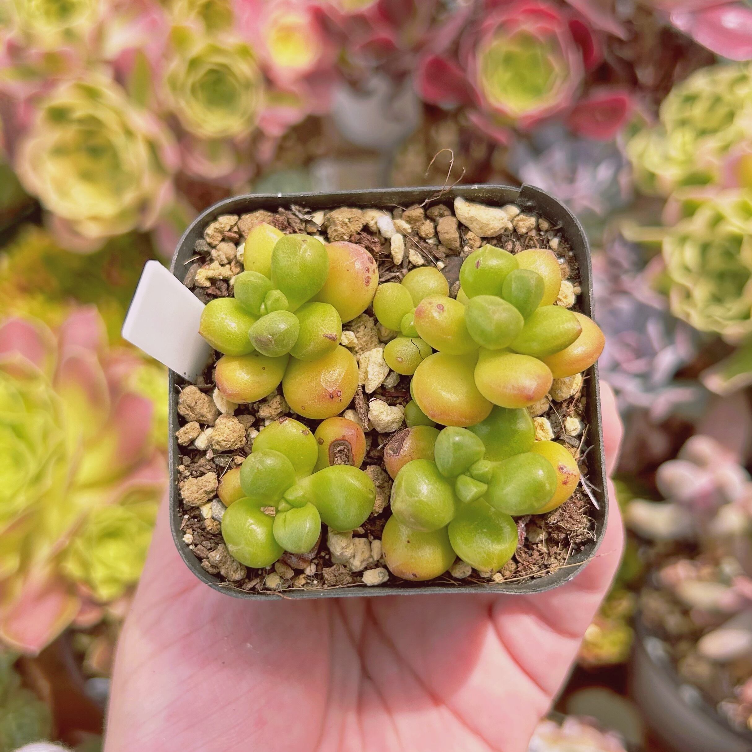 多肉植物　丸葉松の緑　4頭