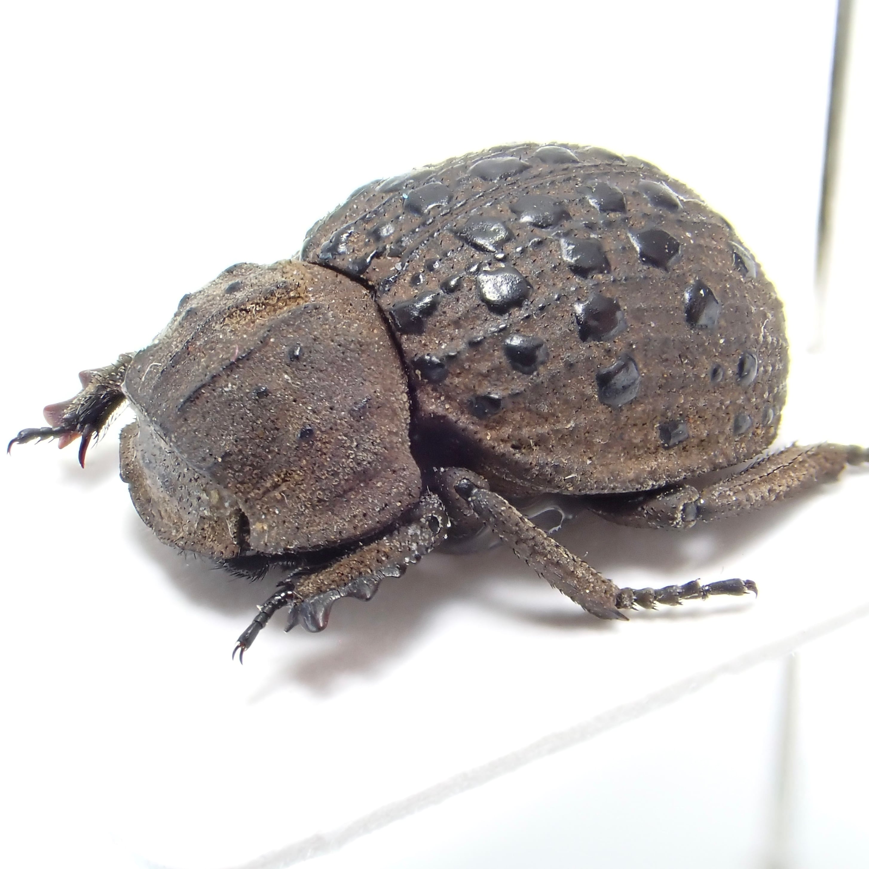 その他のフンチュウ | 昆虫標本 Diggers & Rollers