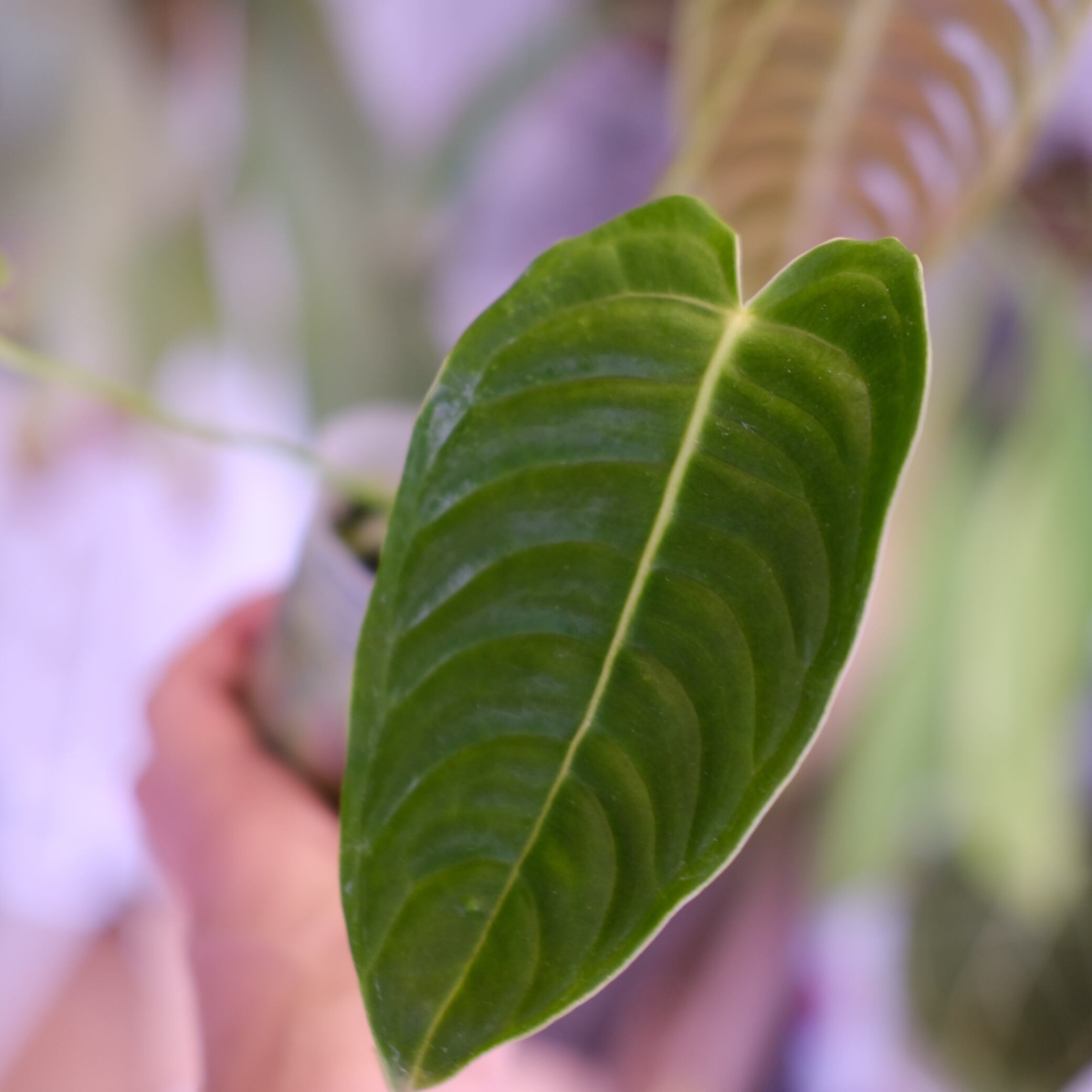 アンスリウム・ベイチー│Anthurium Veitchii④│観葉植物