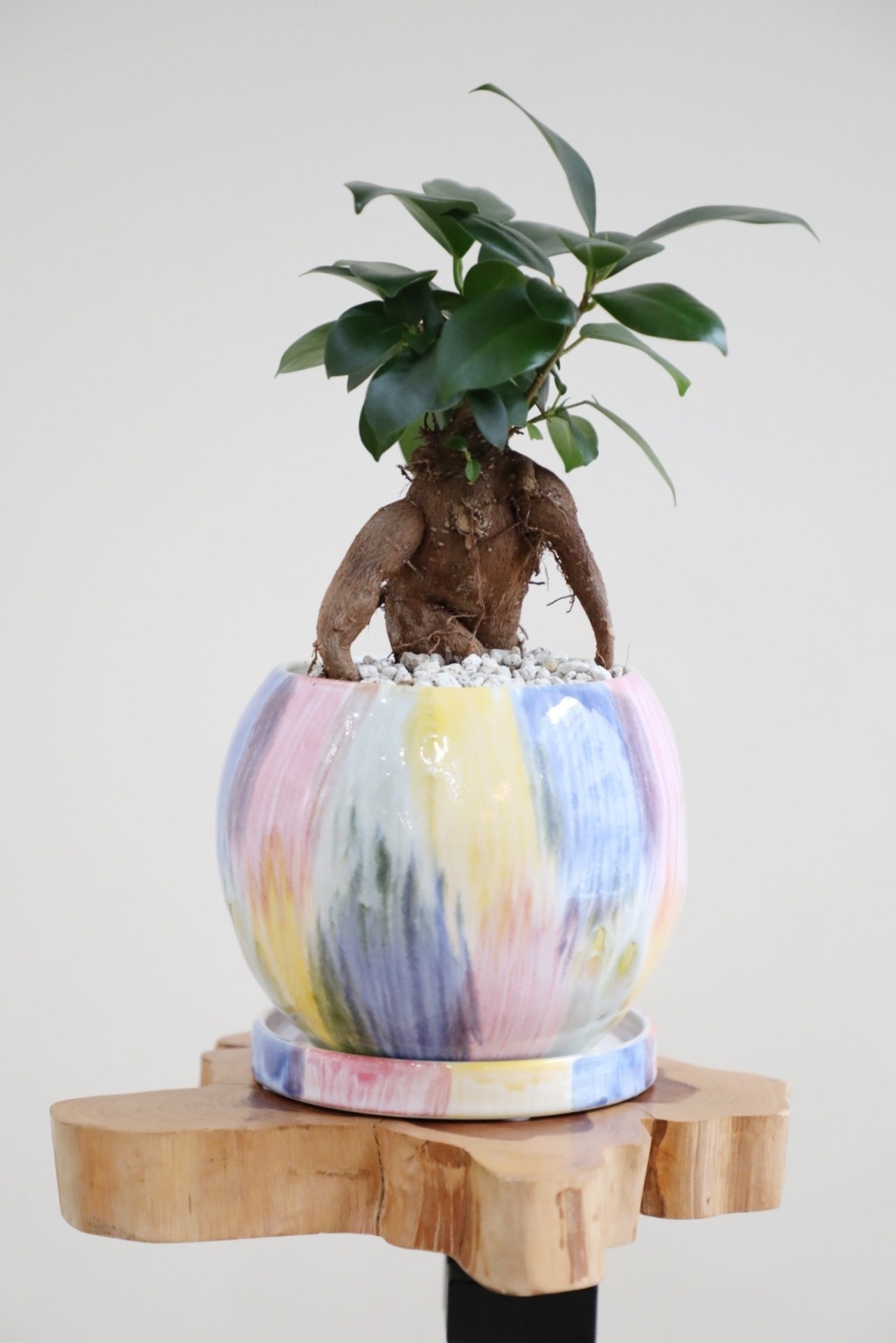 【S】ガジュマル/Ficus microcarpa