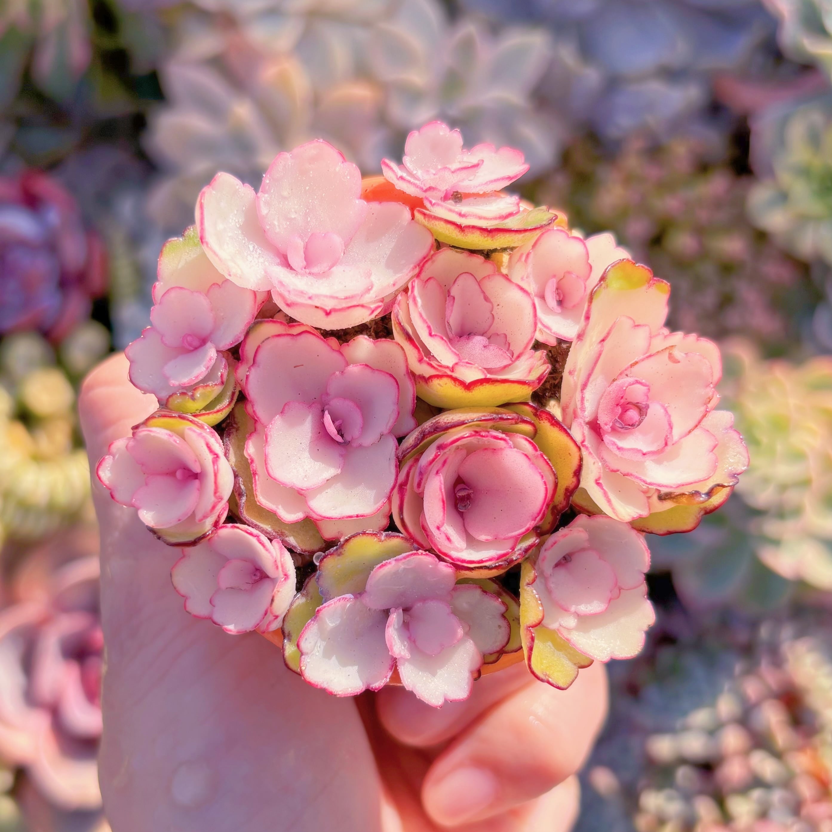 現品　牡丹錦#M160　新入荷　るる農園