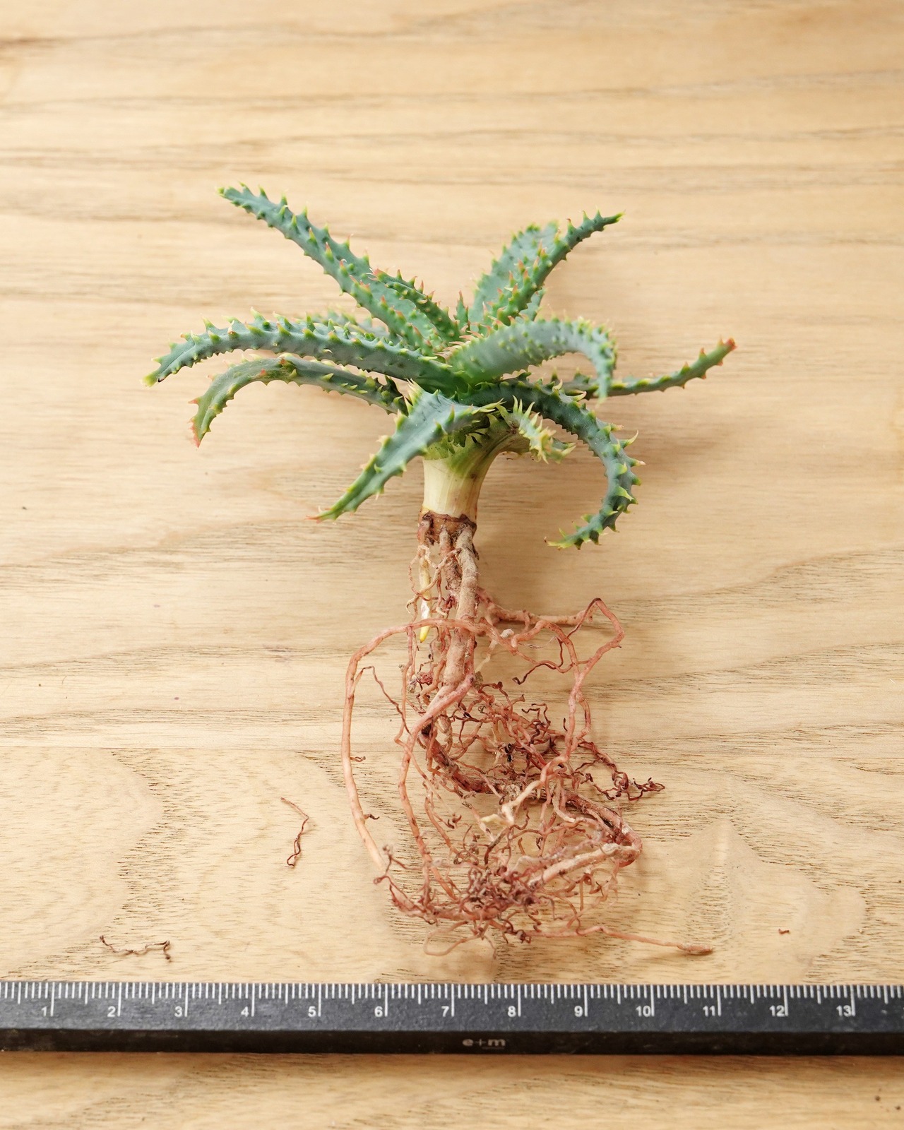 抜き苗 アロエ ワイリーコヨーテ Aloe 'Wily Coyotee'