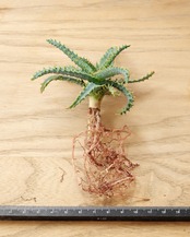 抜き苗 アロエ ワイリーコヨーテ Aloe 'Wily Coyotee'