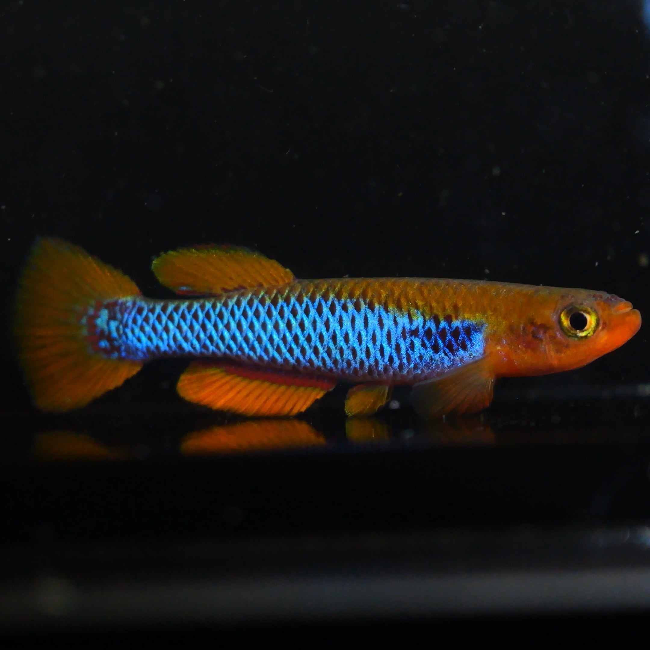 卵生メダカ beautifish25
