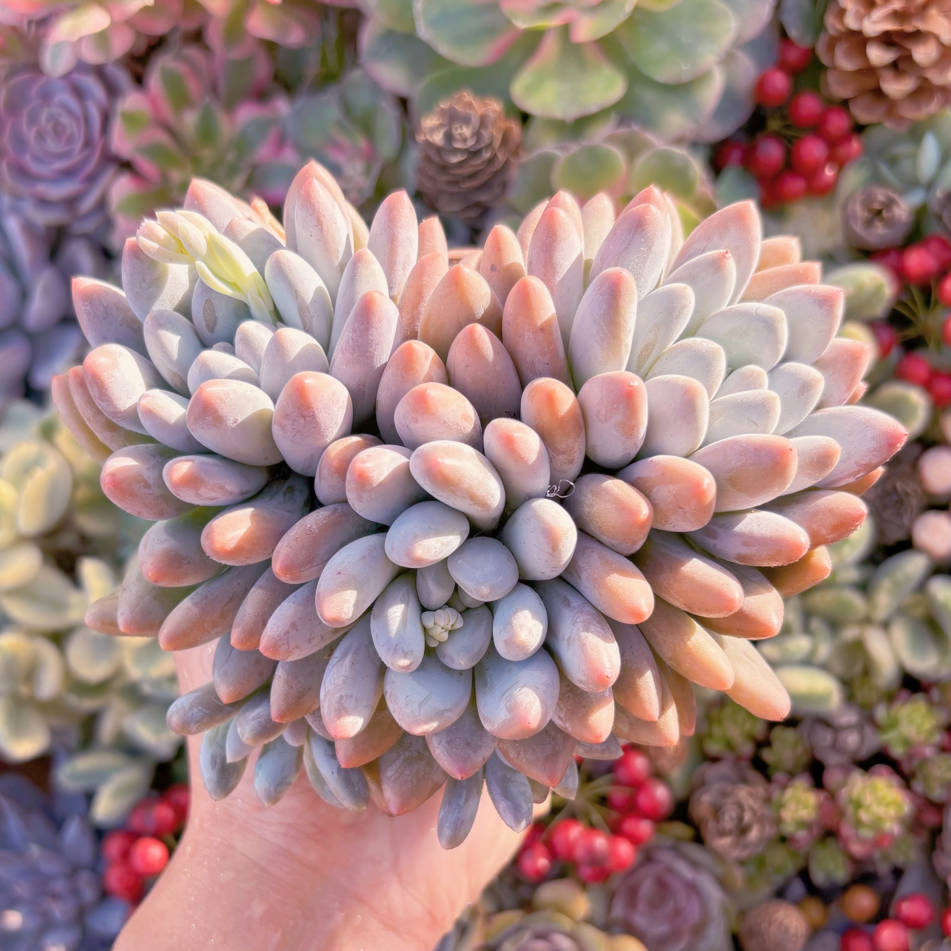 現品　香水sp#796　大群生　新入荷　るる農園