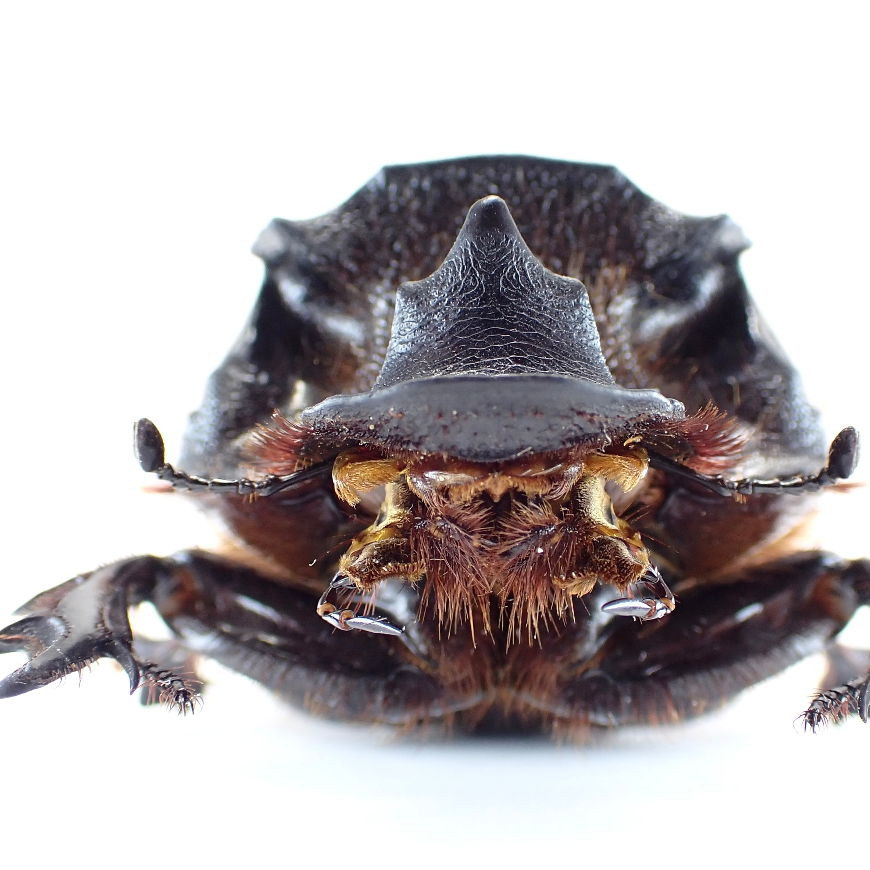 タンザニア産 Heliocopris colossus ♂ 59mm | 昆虫標本 Diggers & Rollers