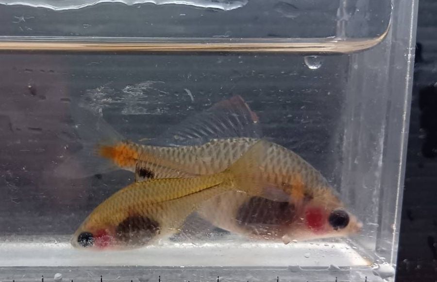 タイリクバラタナゴ (透明鱗)ペア