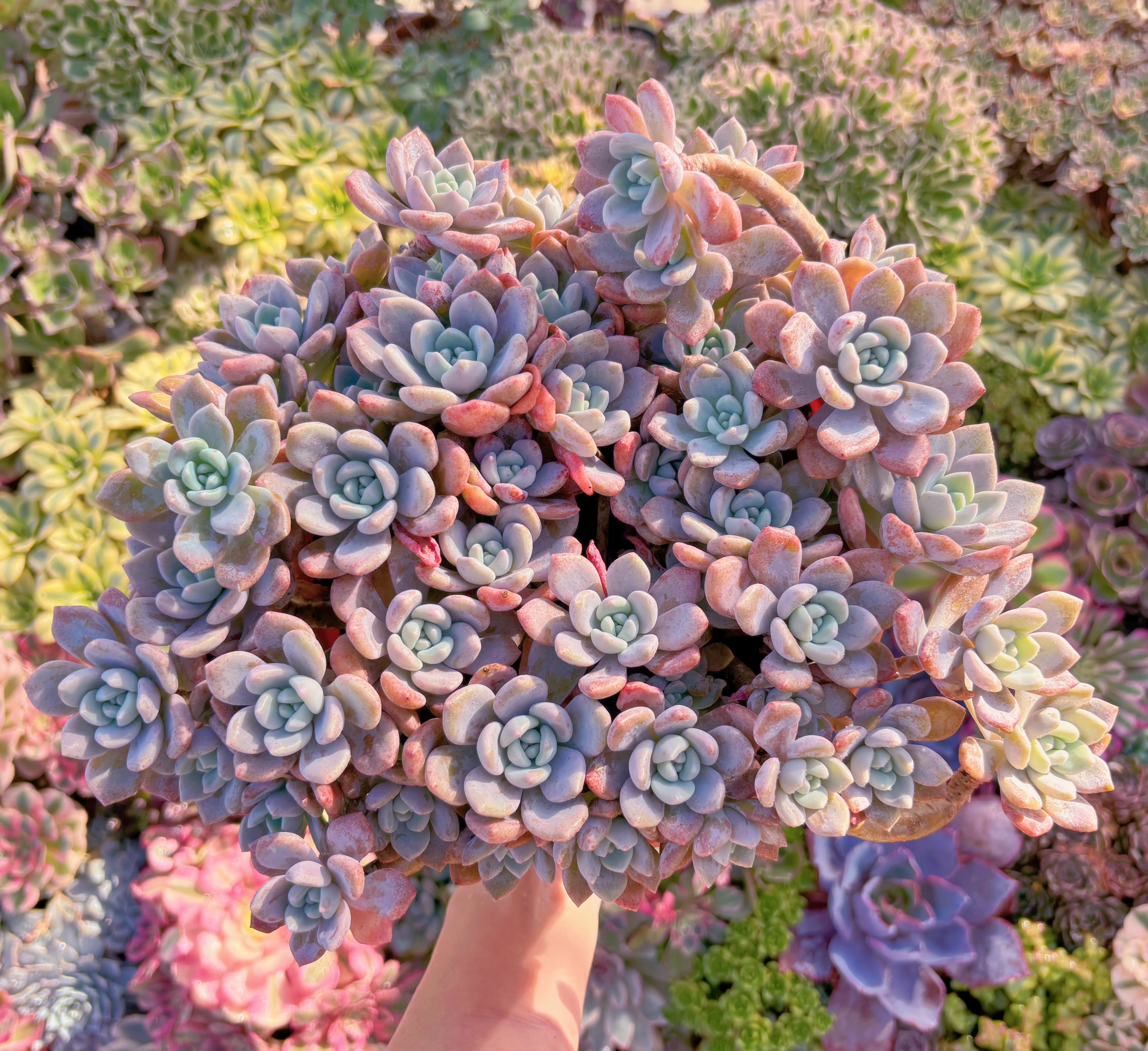 現品　ラウルx洛神#678　特特大群生　美苗　直径約29cm　新入荷　るる農園