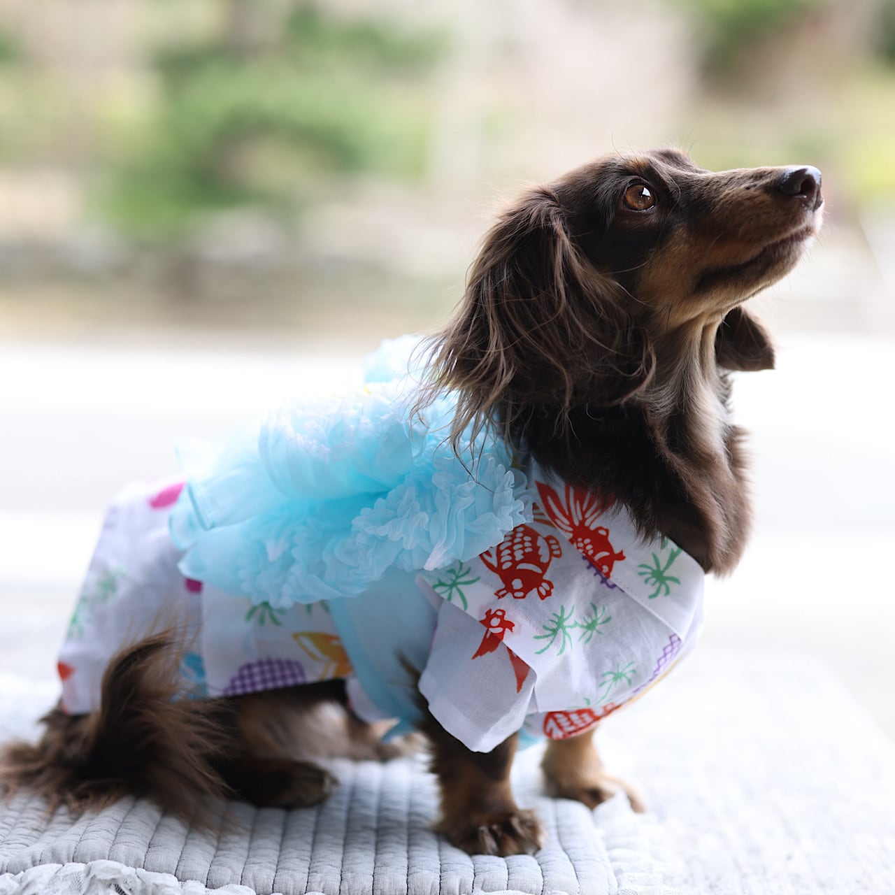 【受注2026】浴衣 "金魚"(注染)