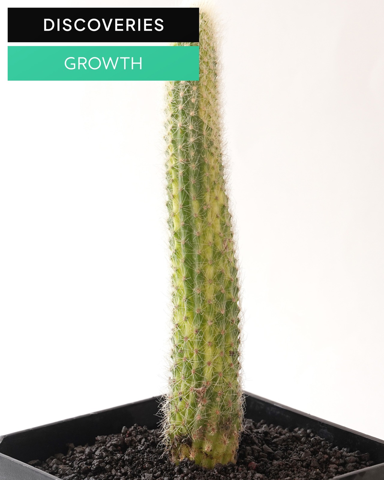 発根済カット苗 クレイストカクタス カラデモノ錦 単頭 Cleistocactus winteri ssp.colademono f.variegata