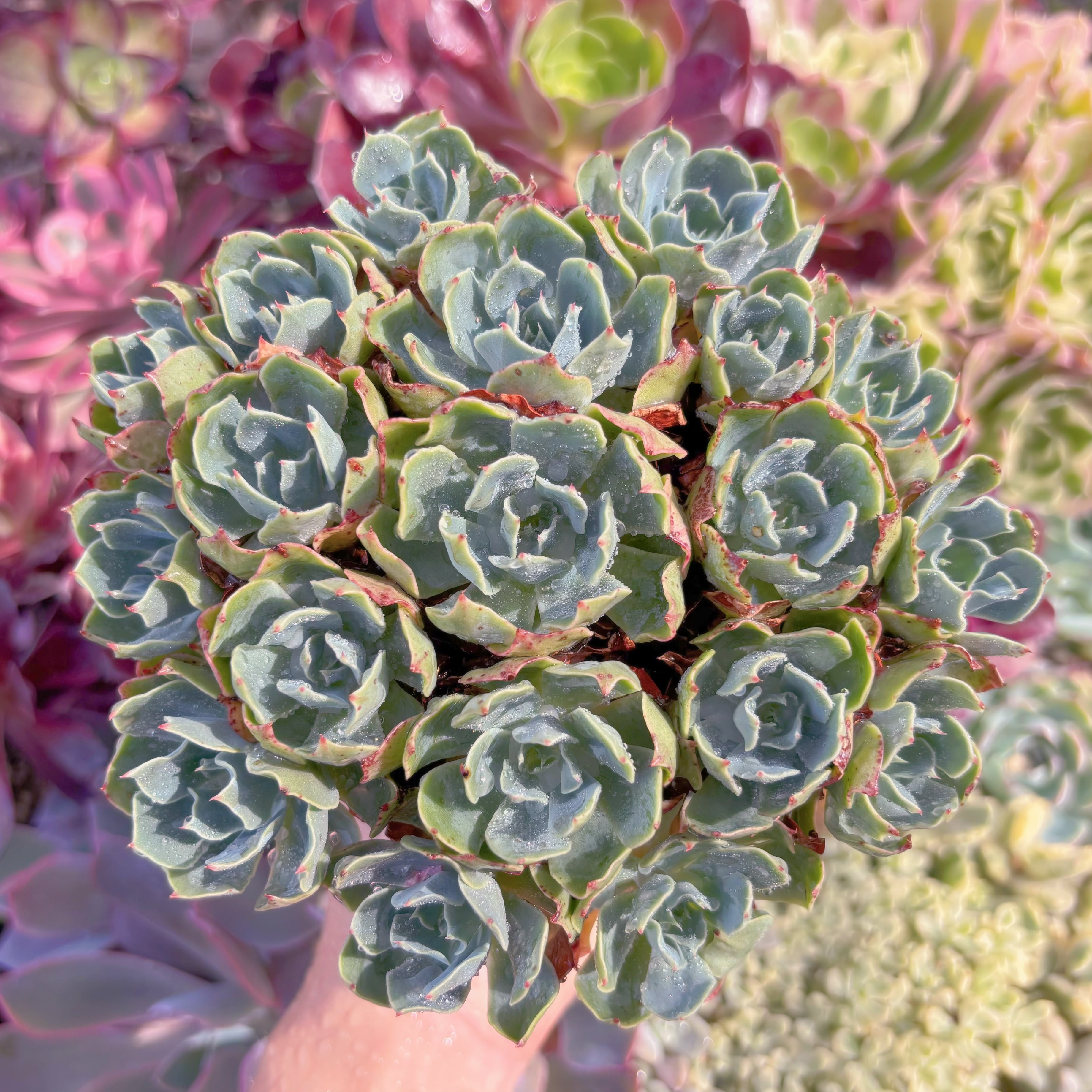 現品　Tsunami#F088　特大群生    るる農園