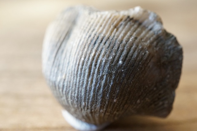 Hebertella sinuata 化石