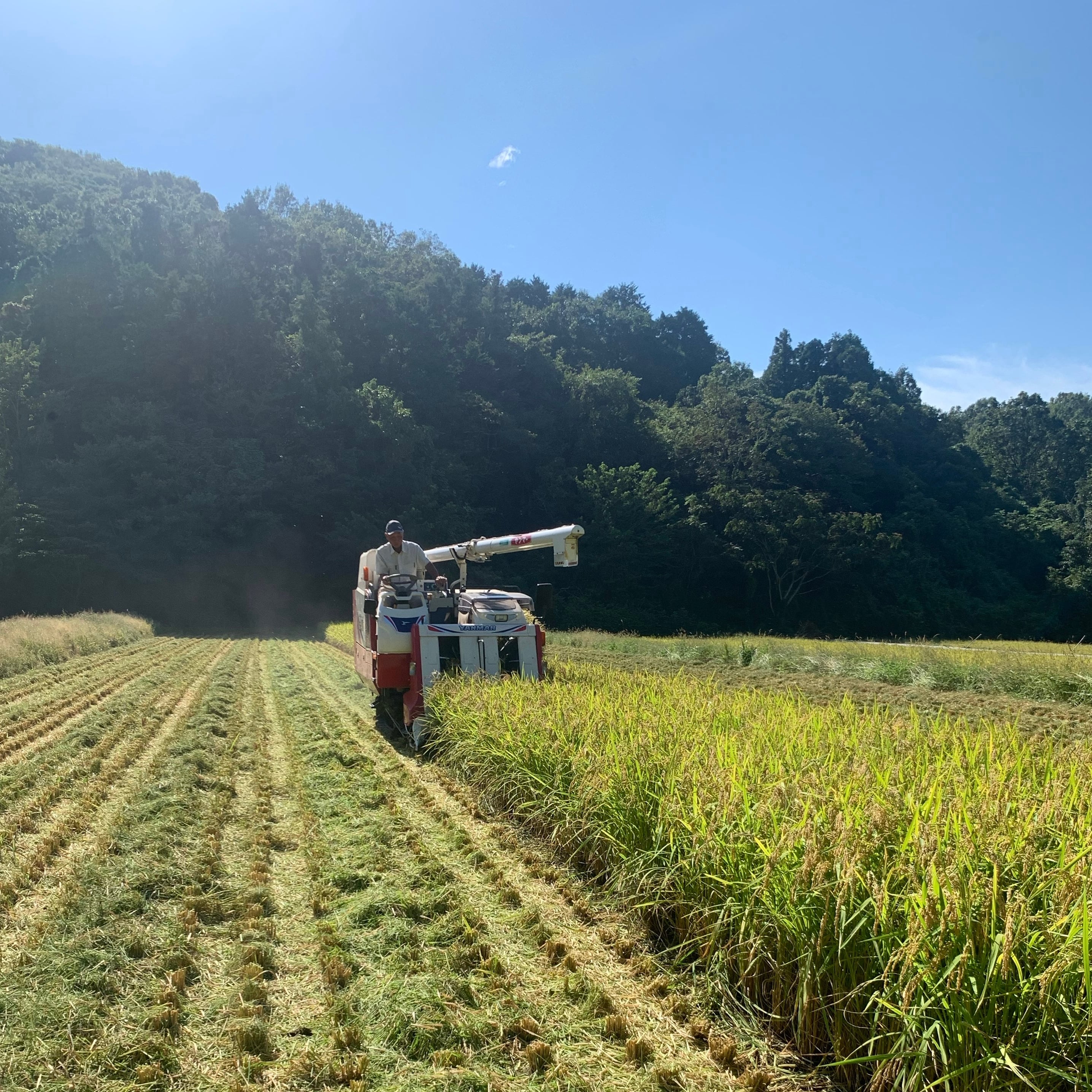 サンフェイス　玄米　30 fufufugenmai30kg.jpg