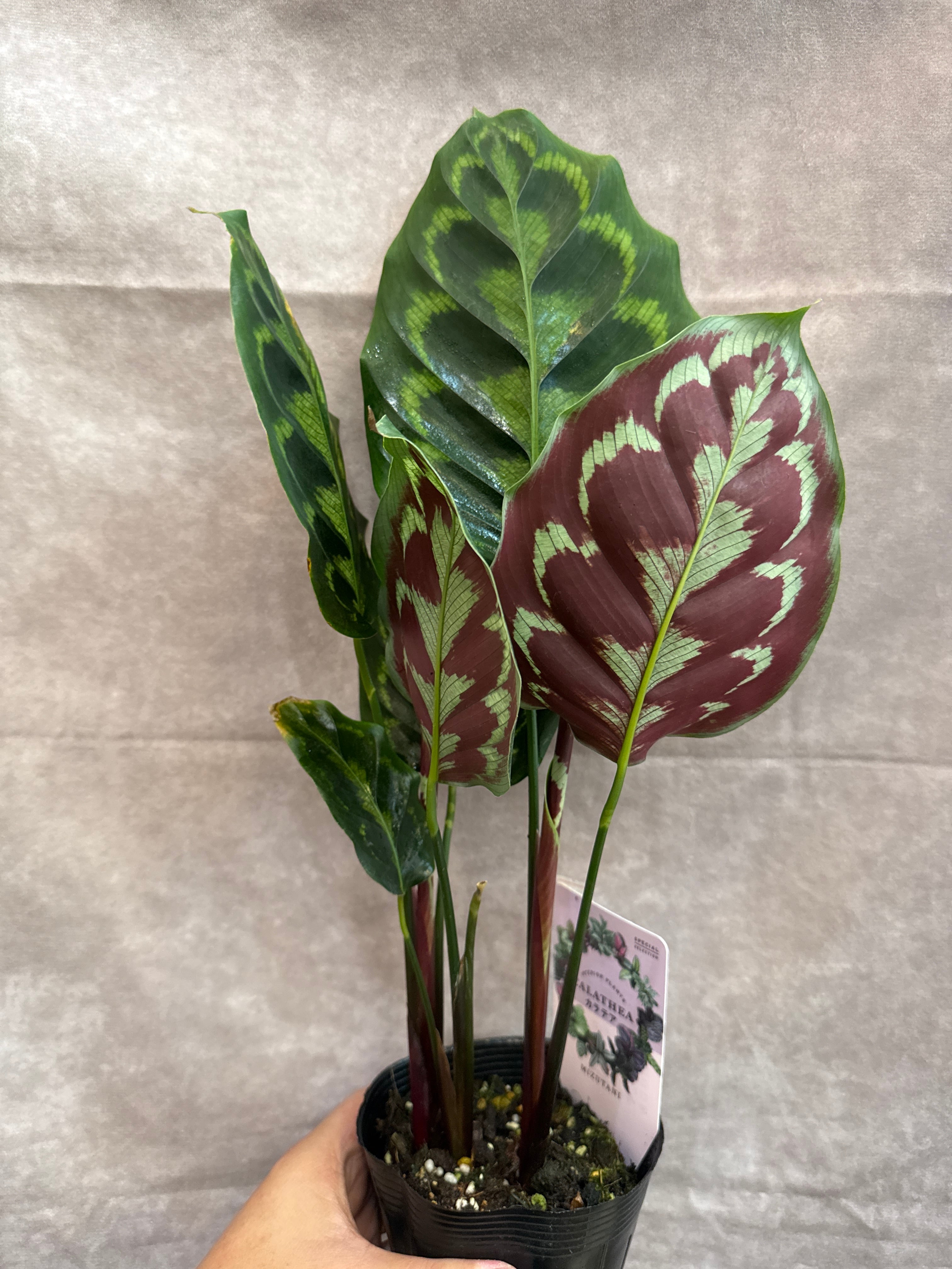 カラテア・マランタ類 | Gardenえん 【観葉熱帯植物】
